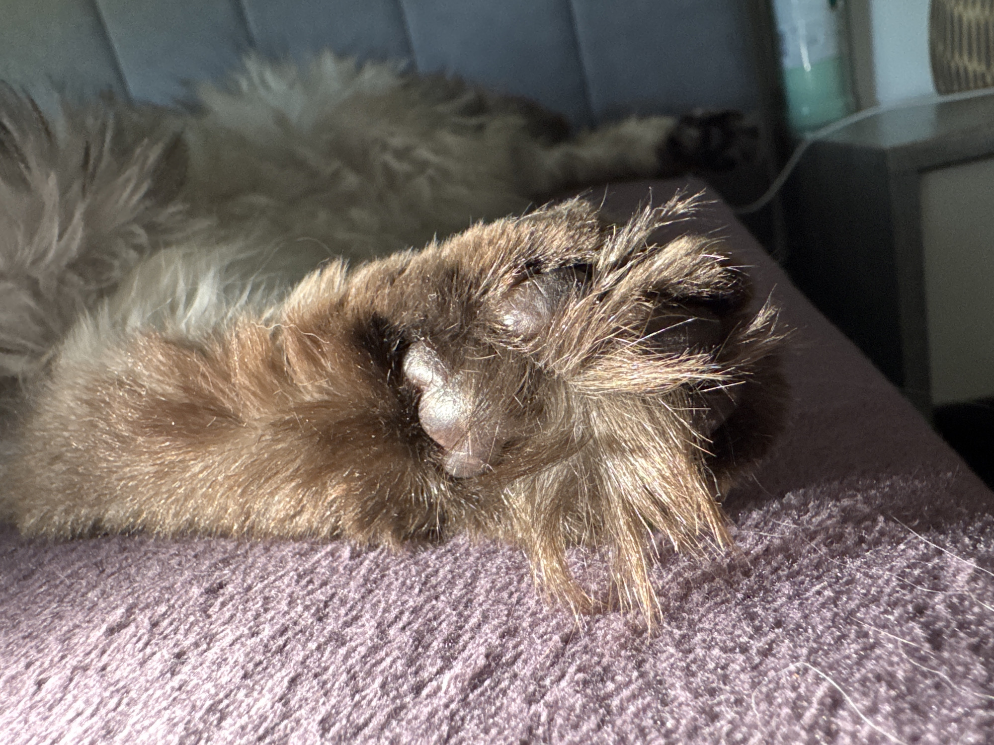 A close-up depicts a cat's paw resting on a textured purple surface. The paw is mostly brown with a few tufts of lighter fur. The cat's pads are visible, and some fur extends beyond the paw, suggesting a long-haired breed. Part of the cat's body is visible in the background, out of focus. A bedside table is faintly seen in the upper-right corner of the background. The location is in the city of Unknown, Unknown.