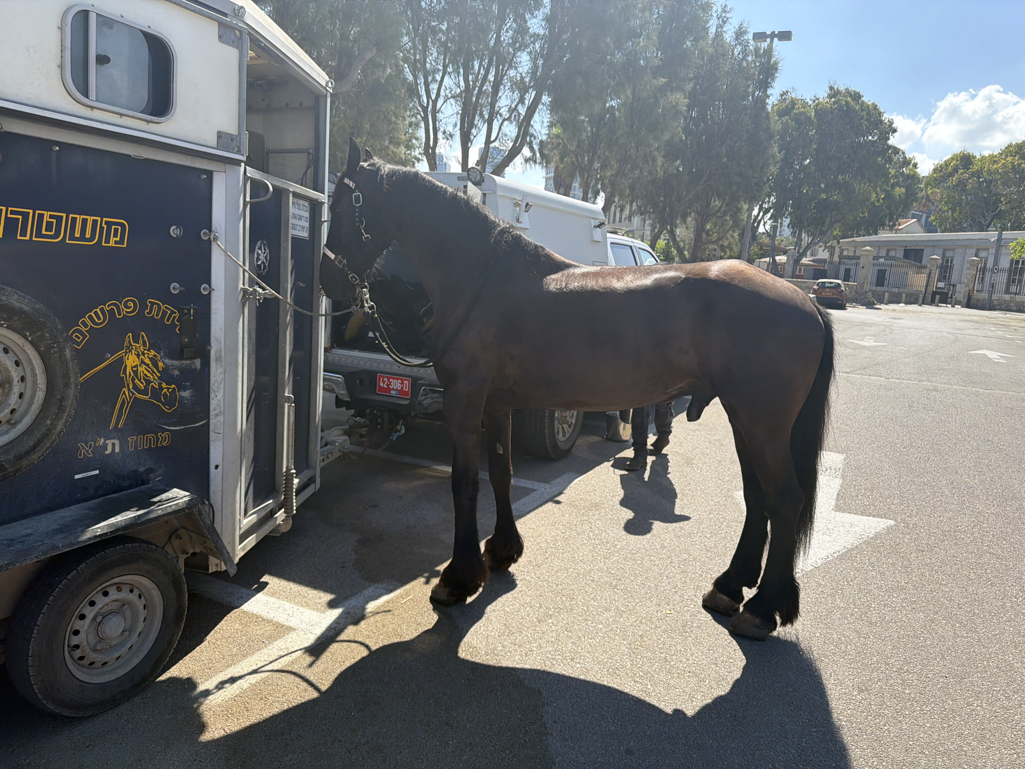 A dark brown horse, with a black mane and tail, stands next to a white and dark blue horse trailer. The trailer has Hebrew writing and a yellow silhouette of a horse's head on its side. The horse is tethered to the trailer with a rope. The scene appears to be a parking lot on a sunny day, with trees and buildings visible in the background. A license plate on a vehicle behind the trailer reads "42-306-71". The ground is paved with asphalt and marked with white lines. The presence of a horse trailer suggests an equestrian activity or transport. The overall impression is one of a temporary stop in an urban environment.