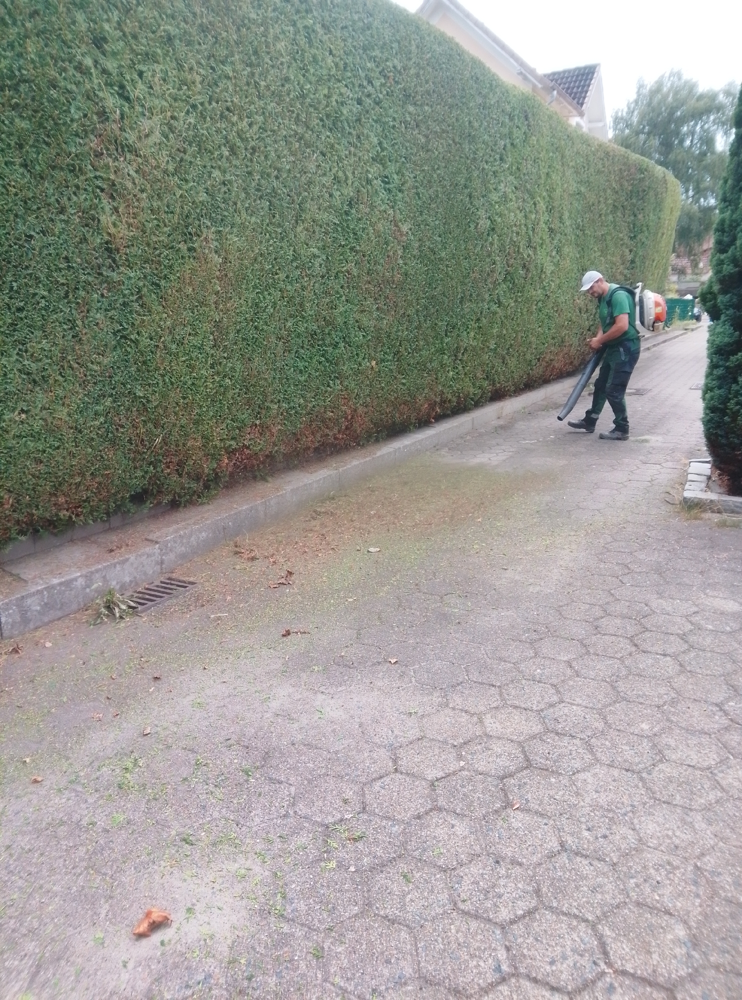 A man in green work clothes and a white cap is using a leaf blower to clear debris from a paved pathway next to a tall, dense green hedge. The pathway is made of hexagonal pavers and is covered with scattered green clippings and a few brown leaves. A concrete curb runs alongside the hedge, and a metal drain grate is visible on the curb. In the background, a building with a light-colored facade and a dark roof is visible above the hedge, and trees can be seen further back. The scene appears to be in a residential area in Wedel, Germany, given the context.