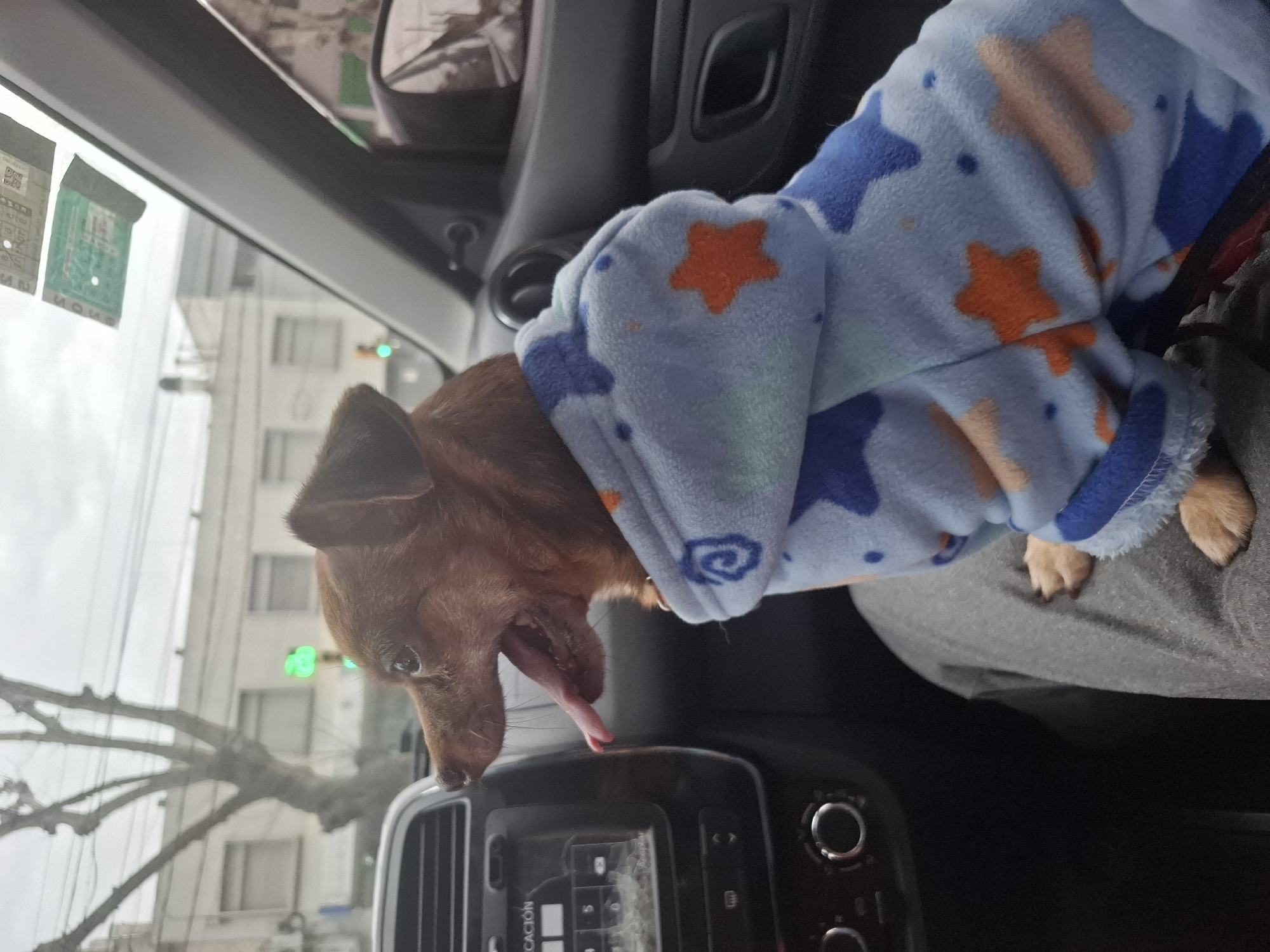 A small brown dog wearing a light blue hooded pajama set with orange and blue star patterns is sitting in the passenger seat of a car. The dog is yawning widely with its tongue hanging out. The car's dashboard is visible to the left, including a car stereo with a screen. Outside the car window, buildings and trees can be seen under a cloudy sky. The scene appears to be in the city of Wilde, Argentina, based on the context provided.
