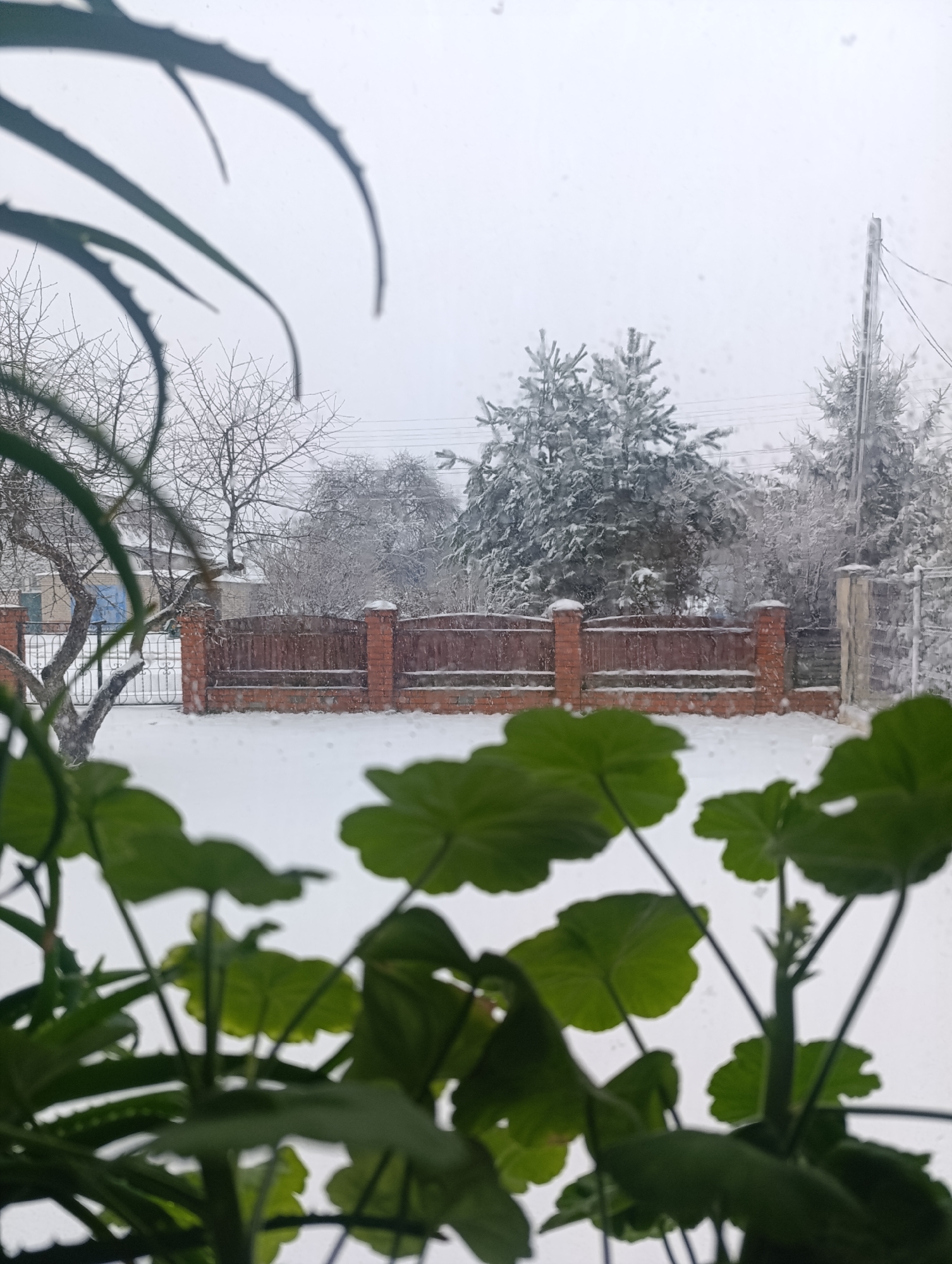 The image depicts a view through a window on a snowy day in an urban area of Unknown, Unknown. A brown brick and wood fence separates the foreground from the snow-covered yard and trees beyond. Some trees are bare, while others are evergreen with a dusting of snow. A utility pole with wires is visible on the right side. In the foreground, house plants with green leaves partially obscure the view. The sky is overcast and appears to be snowing.