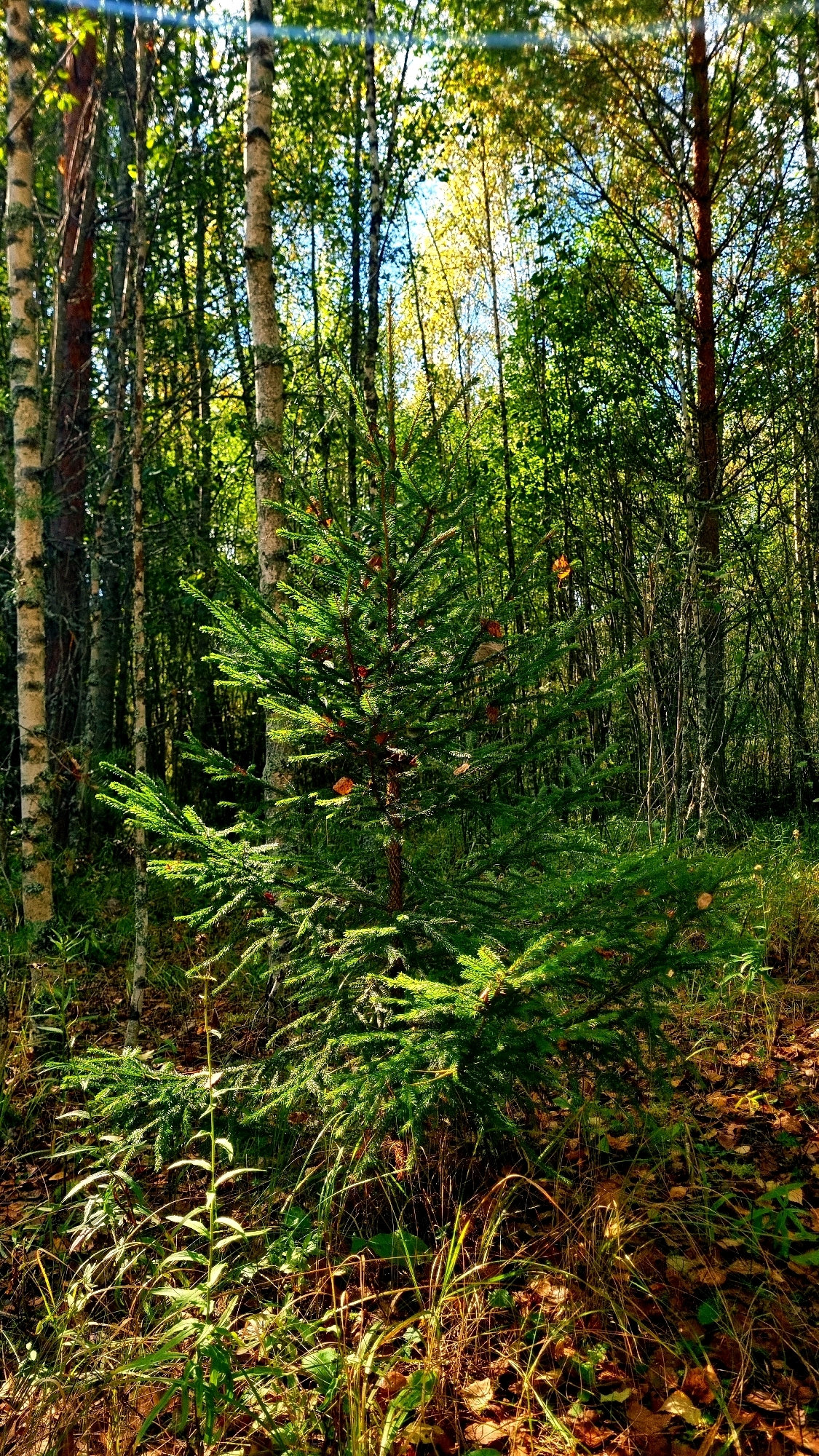 In the city of Vysokoe, Russia, this image captures a forest scene dominated by a young fir tree positioned centrally. The fir tree, with its vibrant green needles, stands in contrast to the surrounding deciduous trees, some of which display the yellowing leaves of autumn. The forest floor is carpeted with fallen leaves in various shades of brown and orange, indicating the season. Sunlight filters through the canopy, creating dappled light on the undergrowth, which consists of green grass and other low-lying vegetation. The background is a dense arrangement of tree trunks, primarily birch with their distinctive white bark and other trees with darker trunks. The overall impression is of a serene and natural woodland environment.