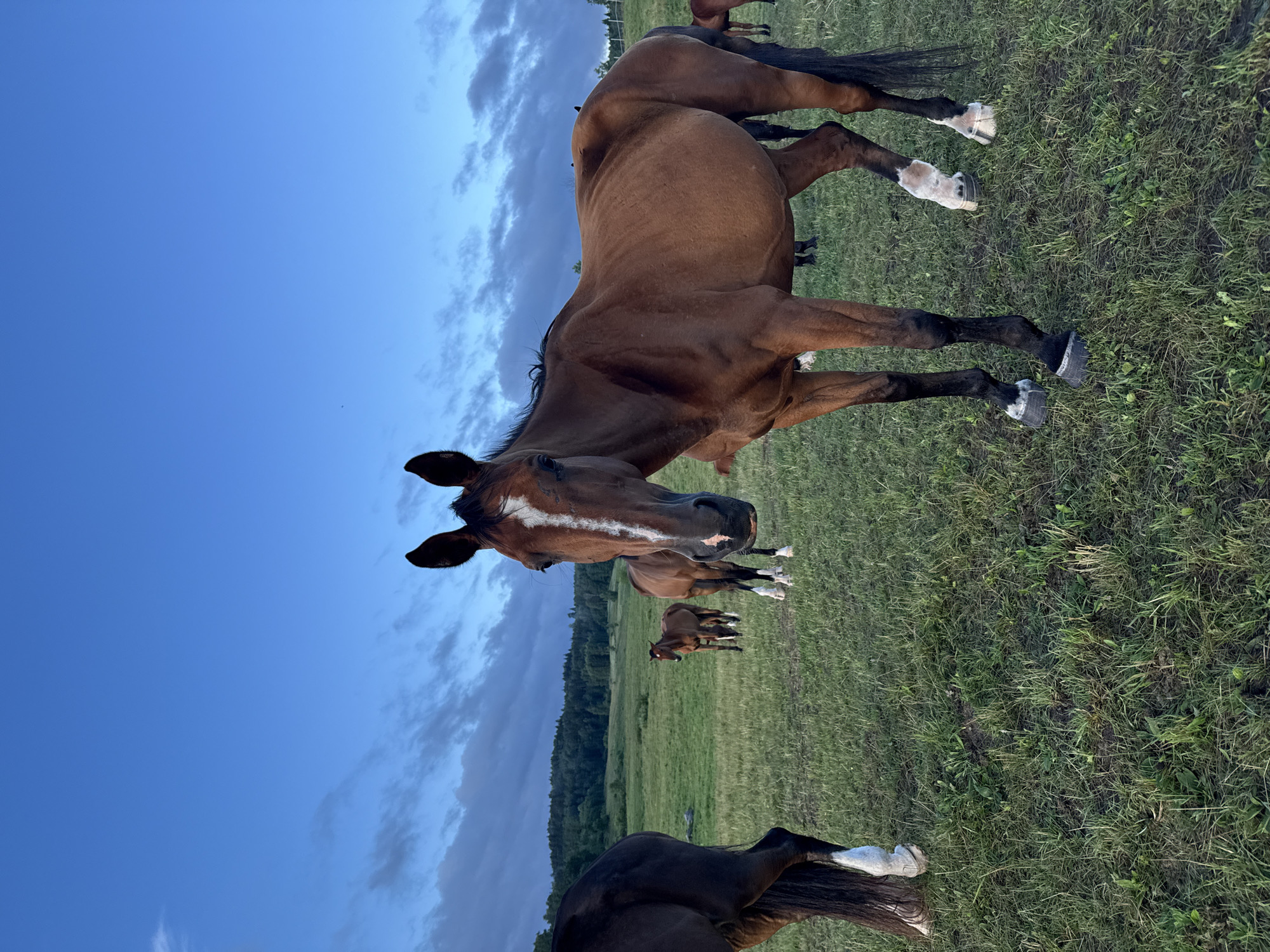 A medium shot captures a brown horse in the foreground, facing the camera with its head slightly tilted. The horse has a white blaze on its forehead and white markings on its lower legs. In the background, several other horses are visible in a grassy field. The sky above is a deep blue with scattered clouds, indicating either dawn or dusk. The surrounding environment appears to be a rural landscape with a line of trees in the distance. The image was taken in the vicinity of Galinė, Lithuania.