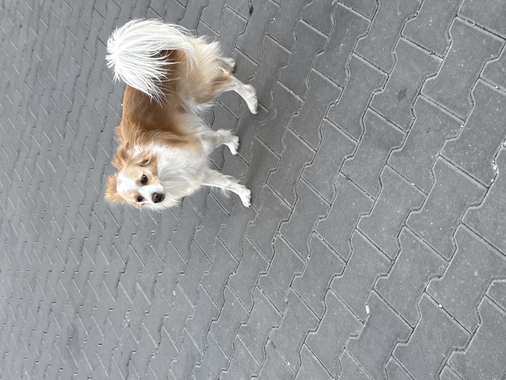 A medium-sized dog with a predominantly tan and white coat stands on a gray brick surface. The dog faces the camera, its tail lifted high. The background is composed entirely of the gray brick pavement, creating a simple, urban setting. The location is not identifiable as Sofia, Bulgaria based on the given image alone.