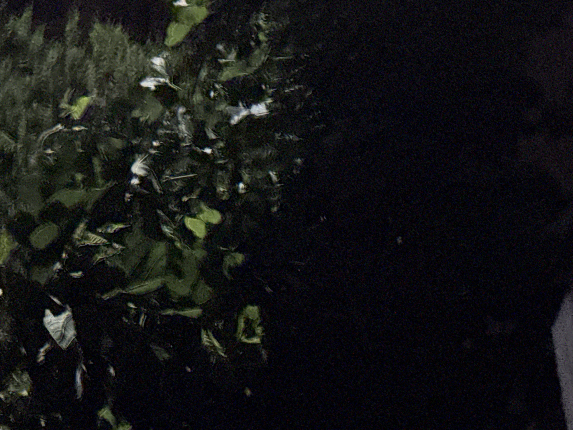 The image displays a dark, somewhat blurry scene that appears to be an outdoor environment, possibly a natural setting. There are visible elements of foliage, with some leaves and branches appearing in shades of green and white, suggesting they might be illuminated or reflective. The lower portion of the image is predominantly black, indicating a lack of light or a dark surface. Due to the low light conditions and blurriness, specific details about the location in Vostok, Kyrgyzstan, are not discernible from the image itself. There are no visible people or clear actions taking place. The scene is static and lacks distinct features that would allow for a precise identification of objects or activities.