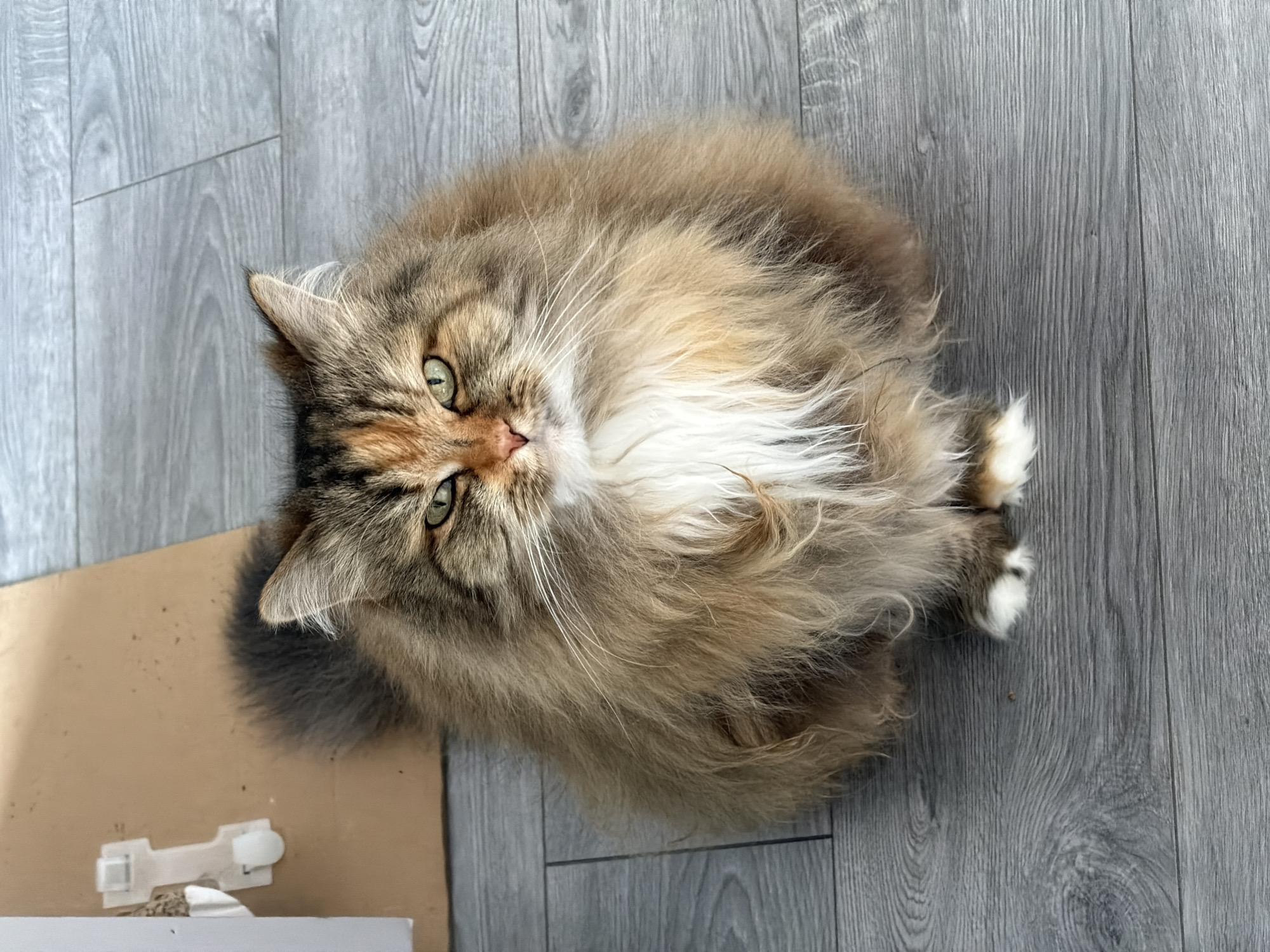 A fluffy, long-haired cat with green eyes and a brown, black, and orange tabby coat sits on a grey wooden floor. The cat has a white chest and white paws with brown markings. Behind the cat, to the left, is a piece of cardboard with a white plastic object attached to it. The scene is indoors.