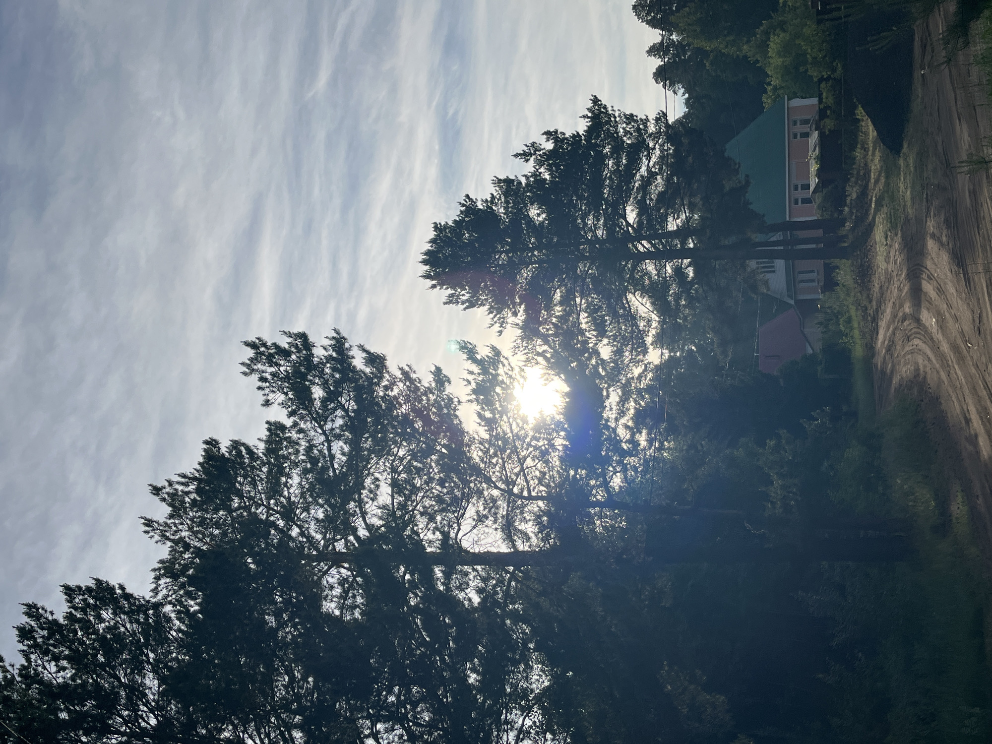 This landscape photograph, taken from a low angle, captures a scene from Chaikovsky, Russia, looking upwards towards the sky and through dense tree cover. The image is currently rotated 90 degrees clockwise; when viewed upright, the sun is seen shining brightly from the upper left quadrant, partially obscured by the trees. This strong backlighting creates a prominent lens flare and silhouettes the tree canopies.
The sky is a light blue, patterned with wispy, elongated white clouds, indicative of cirrus or similar high-altitude cloud formations. A dense mass of dark green coniferous trees, likely pines or firs, dominates the foreground and midground, with their branches extending across much of the frame. Their foliage appears dark due to the backlighting, highlighting their intricate outlines against the bright sky.
On the right side of the image, visible through and behind the trees, are elements of a residential area. Two houses can be seen: one with a distinct green-sloping roof and light-colored walls, and another, smaller house with a reddish roof situated further down a gentle slope. A dirt road with visible tire tracks runs along the far right edge of the frame, appearing to wind uphill.
The scene depicts a sunny, partially cloudy day, likely late morning or early afternoon, given the sun's position. The overall impression is one of a serene, natural environment bordering a residential area. No text is visible in the image.