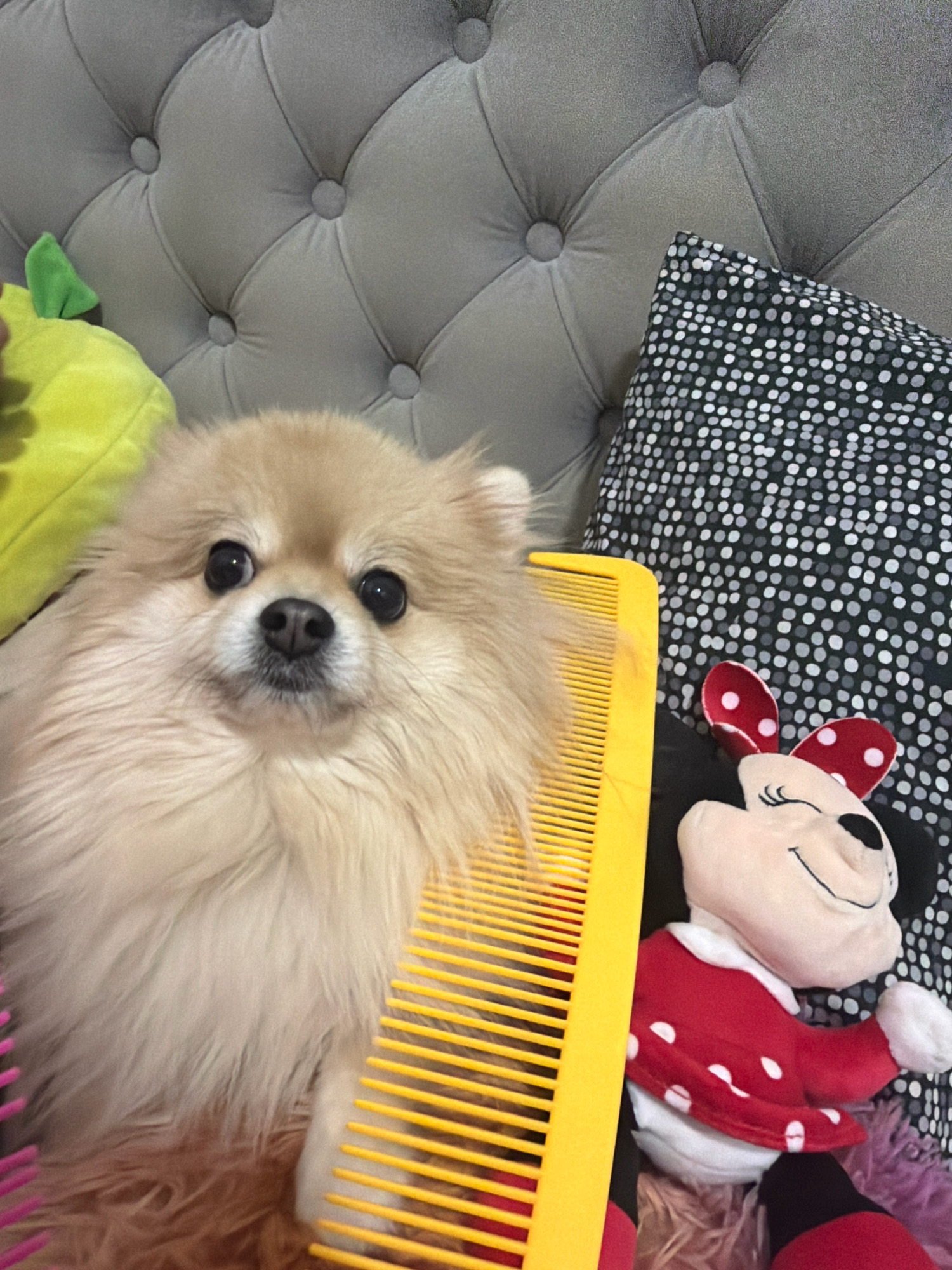 In Tbilisi, Georgia, a Pomeranian dog with light brown fur is positioned in the foreground of the image. The dog is looking directly at the camera with its dark eyes and black nose. A bright yellow comb is placed horizontally across the dog's chest, with some of its fur caught between the teeth. To the right of the dog and comb, a stuffed toy resembling Minnie Mouse, dressed in a red and white polka dot dress, is visible. Behind the dog, on the left side of the image, a bright green stuffed toy, possibly shaped like an avocado, is partially visible. The background consists of a grey tufted headboard and a pillow with a black and white polka dot pattern. The overall setting appears to be indoors, possibly a bedroom or living room.