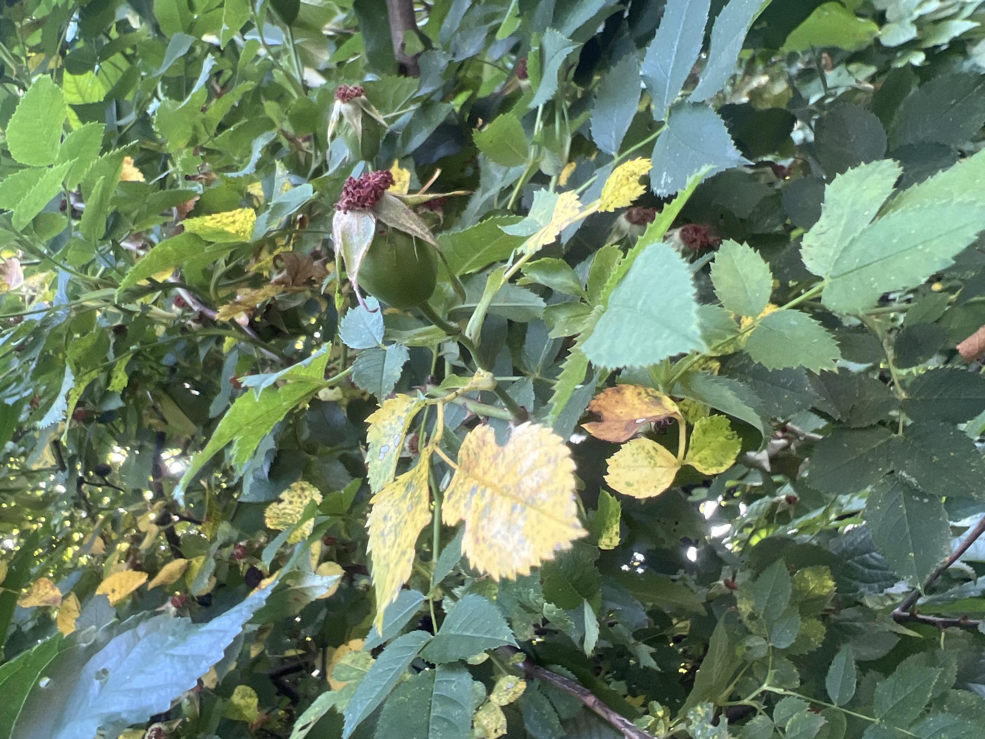 In Bârnova, Romania, a close-up, medium-angle shot captures a cluster of rosehip branches laden with developing fruit and foliage. The foreground is dominated by lush green leaves, some of which display signs of autumnal change with yellowing and brown spots. Several unripe, green rosehips are visible, some still partially covered by their sepals, and one shows dried, reddish sepals at its tip. The background is a dense weave of leaves and branches, with dappled sunlight filtering through, creating bright highlights and deep shadows. The overall impression is a natural, outdoor scene, likely a garden or wild shrubbery, during the transition from summer to autumn.