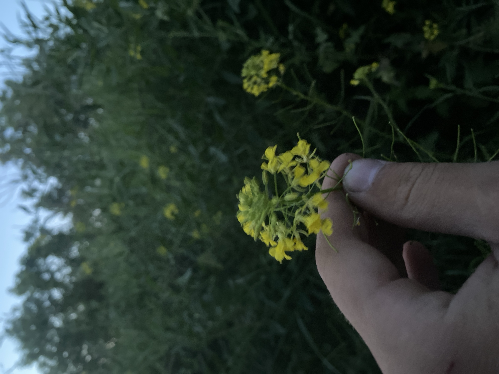 A hand holds a small cluster of bright yellow flowers against a blurred background of green foliage and a pale blue sky, suggestive of an outdoor environment. The flowers are in a racemose inflorescence, with a central green stalk topped by a tightly packed group of buds and open blossoms. The petals are small and have a distinct, four-petaled cruciform shape, characteristic of the Brassicaceae family. The hand, with visible skin texture and fingernails, is positioned to gently support the delicate flowers. The overall lighting suggests either early morning or late evening. The location is Ustyvytsia, Ukraine.