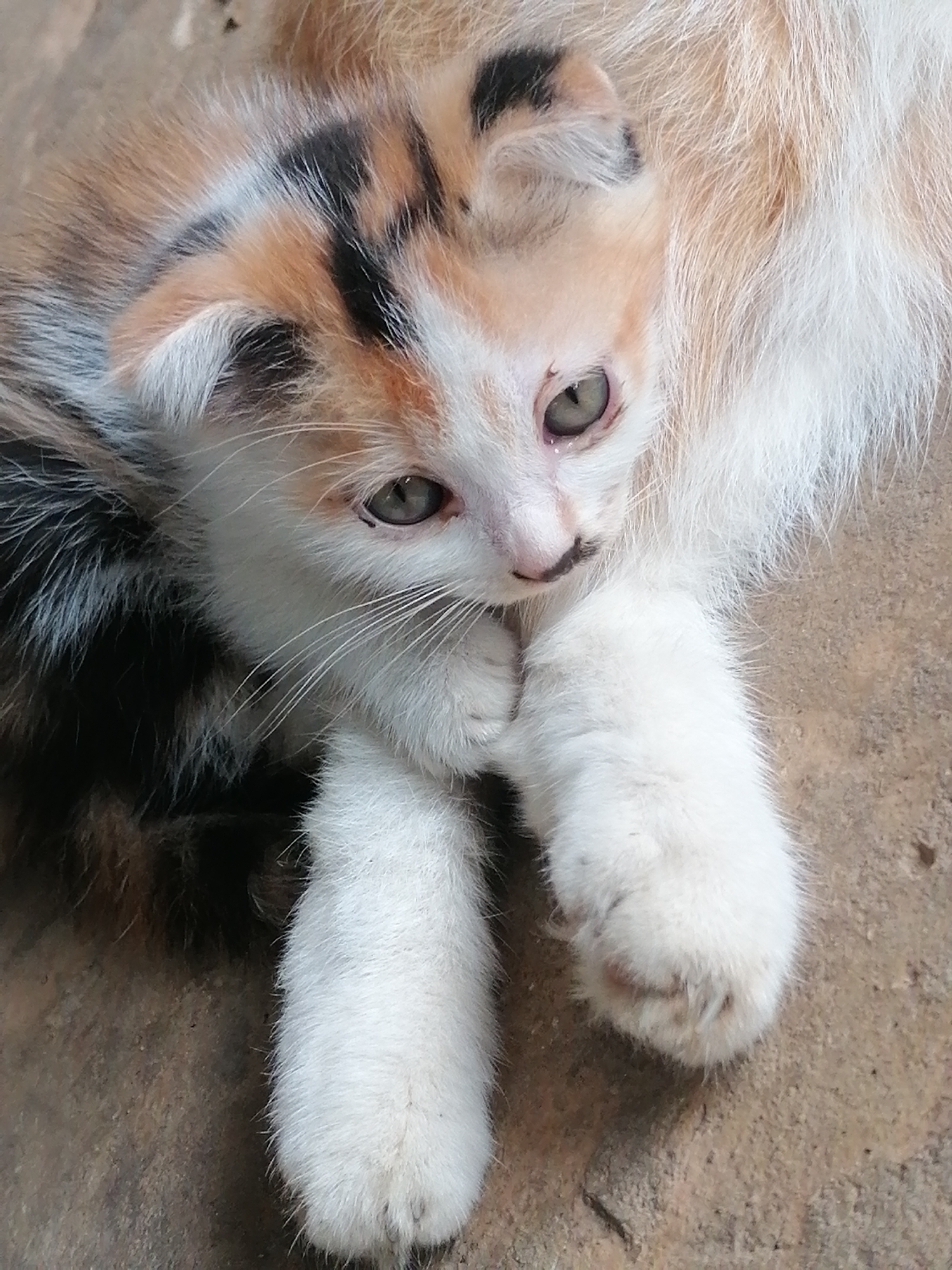 A calico kitten with white, orange, and black fur lies on a textured, earthy-colored surface, possibly concrete or dried mud, which appears to be outdoors. The kitten's paws are crossed in front of its chest, and its head is turned slightly to the right, with its green eyes open and looking towards the right. A few dark specks are visible on the kitten's forehead and nose, possibly dirt or natural markings. The kitten's fur is soft and fluffy. The background is slightly out of focus, with more of the textured surface visible. There is no indication of a specific location within Bo Y, Vietnam, other than the general impression of an outdoor environment.