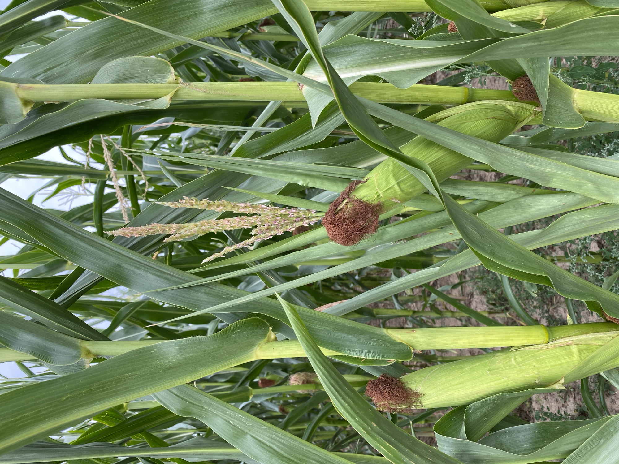 The image shows a close-up view of a cornfield in Döttesfeld, Germany. The corn stalks are tall and green, with wide leaves that overlap and create a dense canopy. Several ears of corn are visible, some still developing and covered in their husks, while others have begun to show their silks. The ground beneath the cornstalks is visible in patches, appearing to be dry earth with some sparse vegetation. The lighting suggests it is daytime, possibly overcast given the lack of strong shadows. The image focuses on the natural growth of the corn plants within a rural agricultural setting.