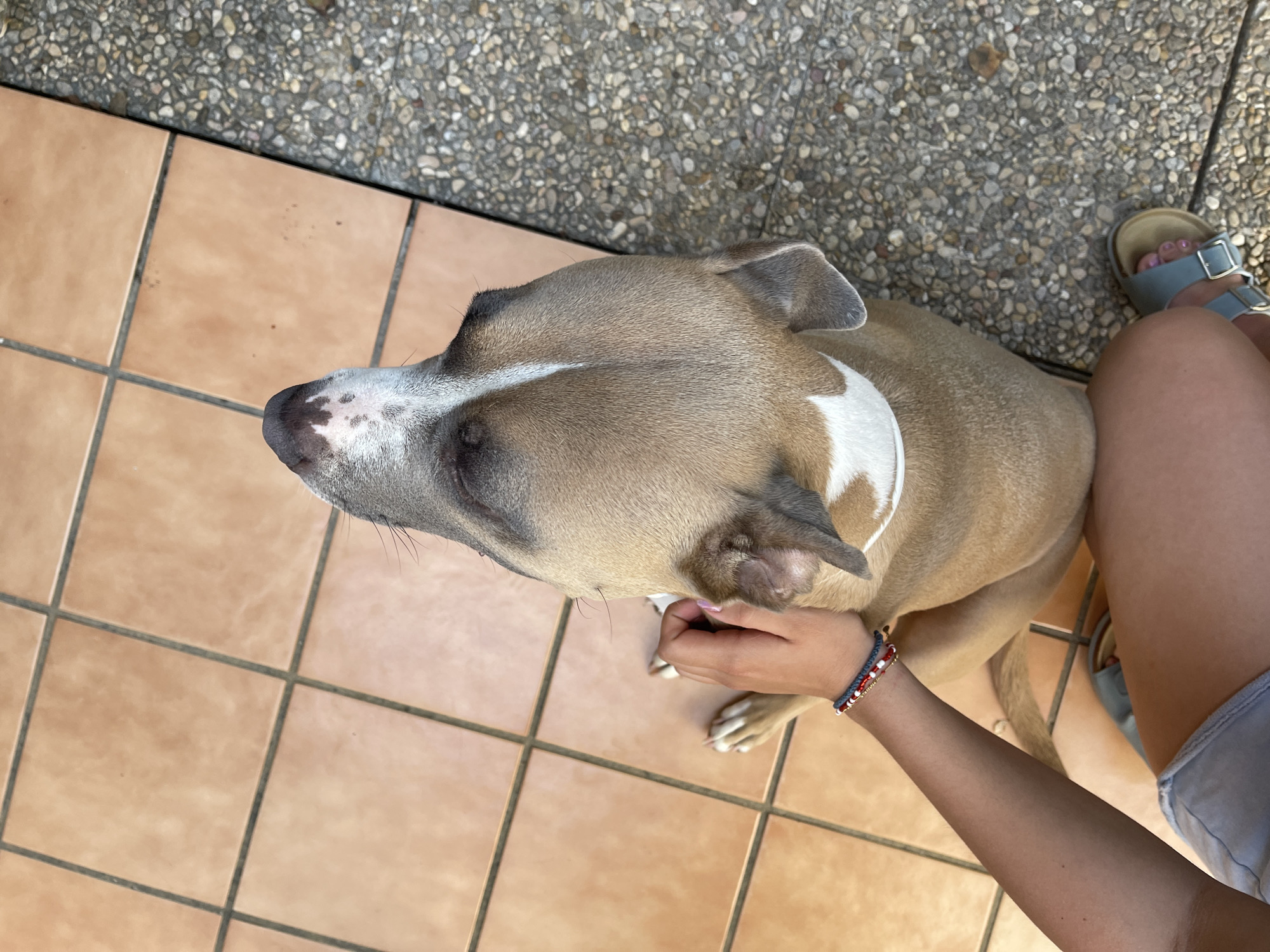 A medium-sized, tan-colored dog with white markings on its head and chest sits on orange tile flooring next to a person wearing light blue sandals and denim shorts. The person's hand rests on the dog's back. The background consists of pebbles or small stones and tiles. Location may be El Puerto de Santa María, Spain.