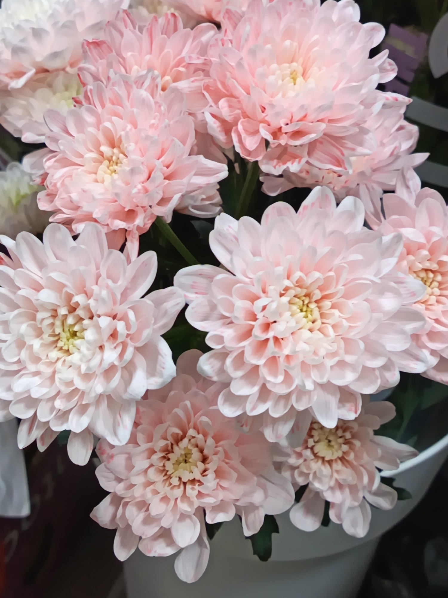 The image is a close-up, vertical shot of a vibrant cluster of light pink and white chrysanthemums. The flowers are the primary subjects, filling the frame with their delicate, numerous petals. Each bloom features a soft creamy-yellow center, transitioning outwards to various shades of light pink and white. Some petals display subtle streaks or variations in a slightly deeper pink hue.
Green foliage is interspersed among the flower heads, providing a natural contrast to the pastel colors. The flowers appear fresh and in full bloom, suggesting a recent arrangement or display. The background is dark and out of focus, creating a shallow depth of field that emphasizes the intricate details of the flowers. A portion of what appears to be a white vase or container is visible in the bottom right corner of the main image.
No specific activity or event is taking place; the image is a still life focused purely on the aesthetic beauty of the flowers. There are no people visible, nor any specific location cues, weather indications, or discernible text. The overall impression is one of softness, freshness, and natural elegance.