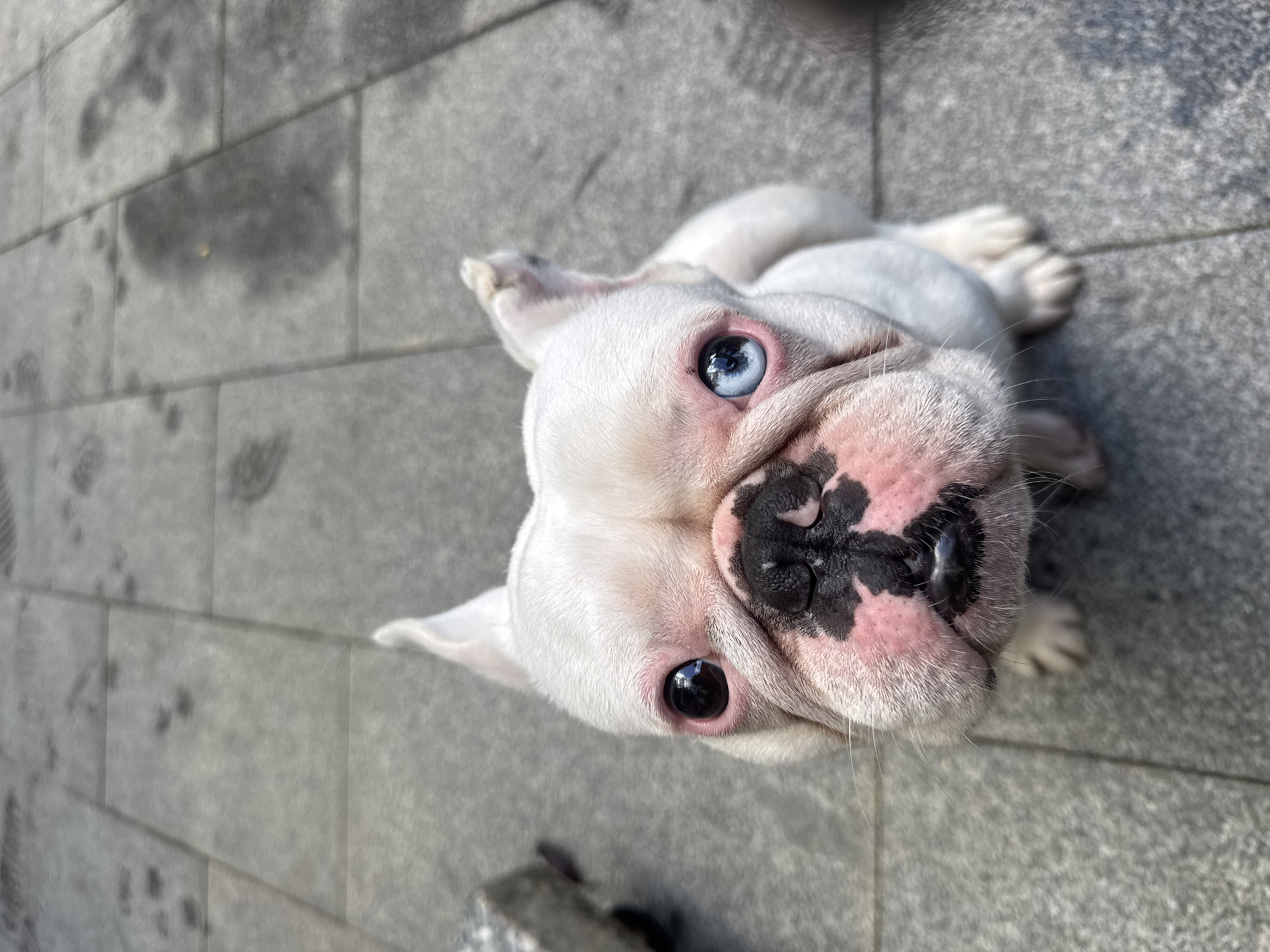 A white French bulldog with heterochromia, one blue eye and one dark brown eye, sits on a gray tiled surface. The dog's face is round with pink wrinkled skin, and a black nose and muzzle. Its ears are erect and pointed. The ground appears to be an outdoor pathway, possibly in a public area given the tiled surface. The lighting suggests it is daytime. No other subjects or objects are clearly identifiable in the immediate vicinity besides the dog and the ground. The location of Lâm Viên - Đà Lạt, Vietnam is not visually evident from the image.