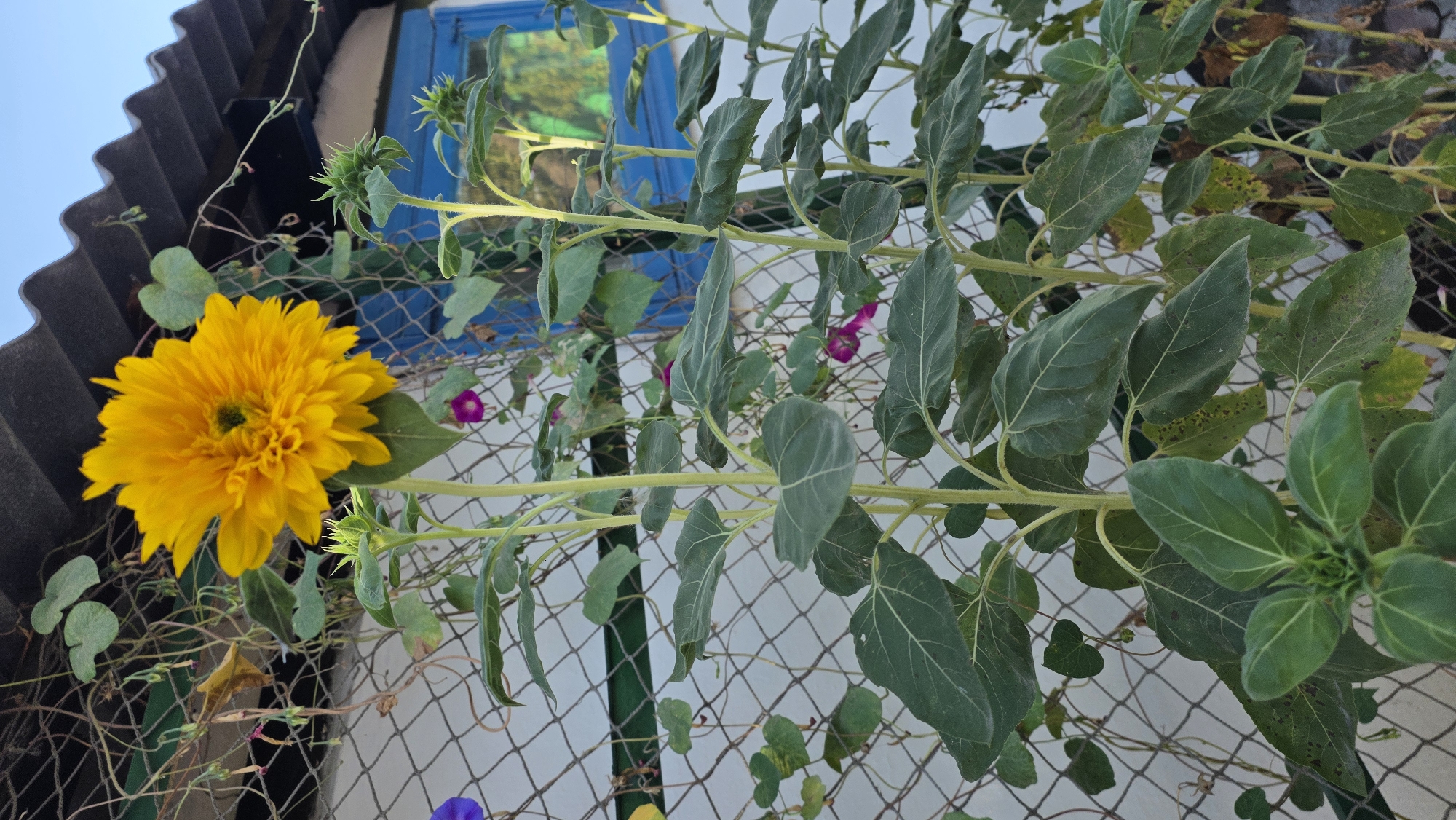 A close-up, eye-level, outdoor, natural light photograph shows a fluffy yellow sunflower in full bloom at the top of its stalk. The sunflower is positioned slightly to the left of the frame's vertical center. Behind the sunflower, a weathered, gray corrugated roof is visible under a clear blue sky. A chain-link fence runs horizontally across the middle ground of the image. Green vines with heart-shaped leaves are growing on and around the fence, interspersed with small pink morning glory flowers and a few buds. To the right of the sunflower, several other sunflower stalks are present, some with unopened buds. A bright blue window frame is visible in the background, to the right of center. The background wall is white. The scene is located in Tokmok City, Kyrgyzstan.
