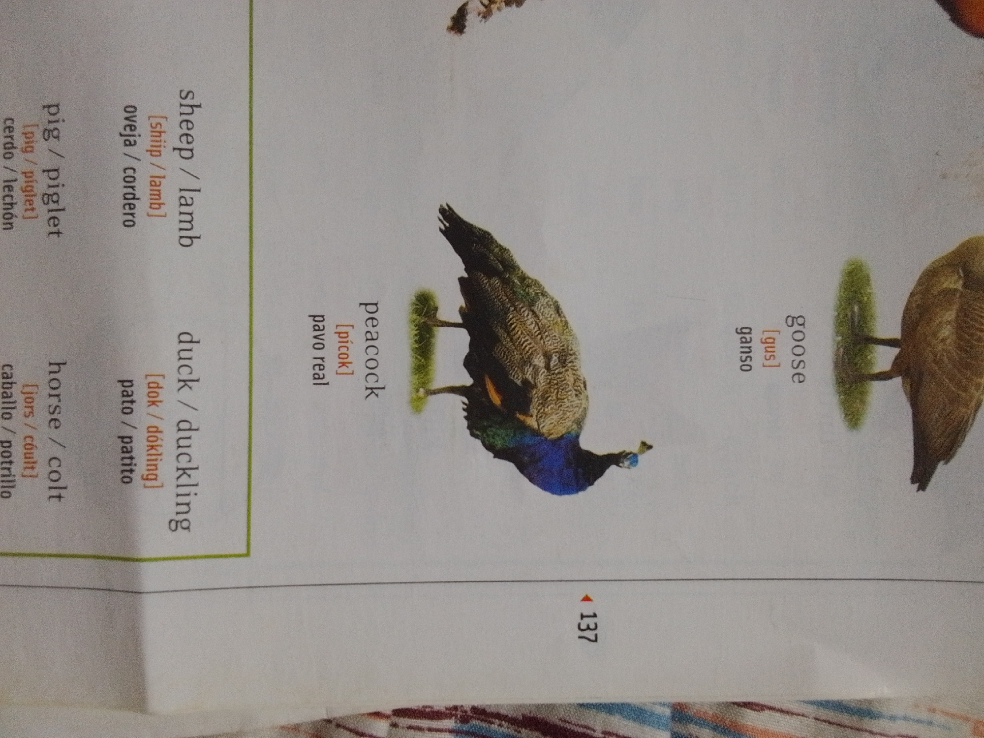 This media file is a photograph of a page from what appears to be a bilingual dictionary or educational book for children, focusing on farm animals and their young. The page features images of animals alongside their English and Spanish names, and phonetic spellings.
The subjects are several farm animals: a peacock is prominently displayed in the center, with its iridescent plumage visible. To the right, a goose is shown, with only its back and tail feathers in view. On the left side of the page, there are listings for pig/piglet, sheep/lamb, and duck/duckling, though the animals themselves are not depicted in this frame. The text lists the English terms, phonetic pronunciations in brackets, and their Spanish translations. Additionally, there is a page number at the bottom right, "137", preceded by a left-pointing arrow.
The setting is a clean, well-lit surface, likely a table or desk, with a colorful, striped fabric visible at the very bottom edge, suggesting a casual or domestic environment. The overall impression is that of an educational resource aimed at teaching animal vocabulary. There are no people, specific time of day, weather, or emotional cues present in the image. The location context of La Tagua, Venezuela is provided but not visually evident in the image itself.
