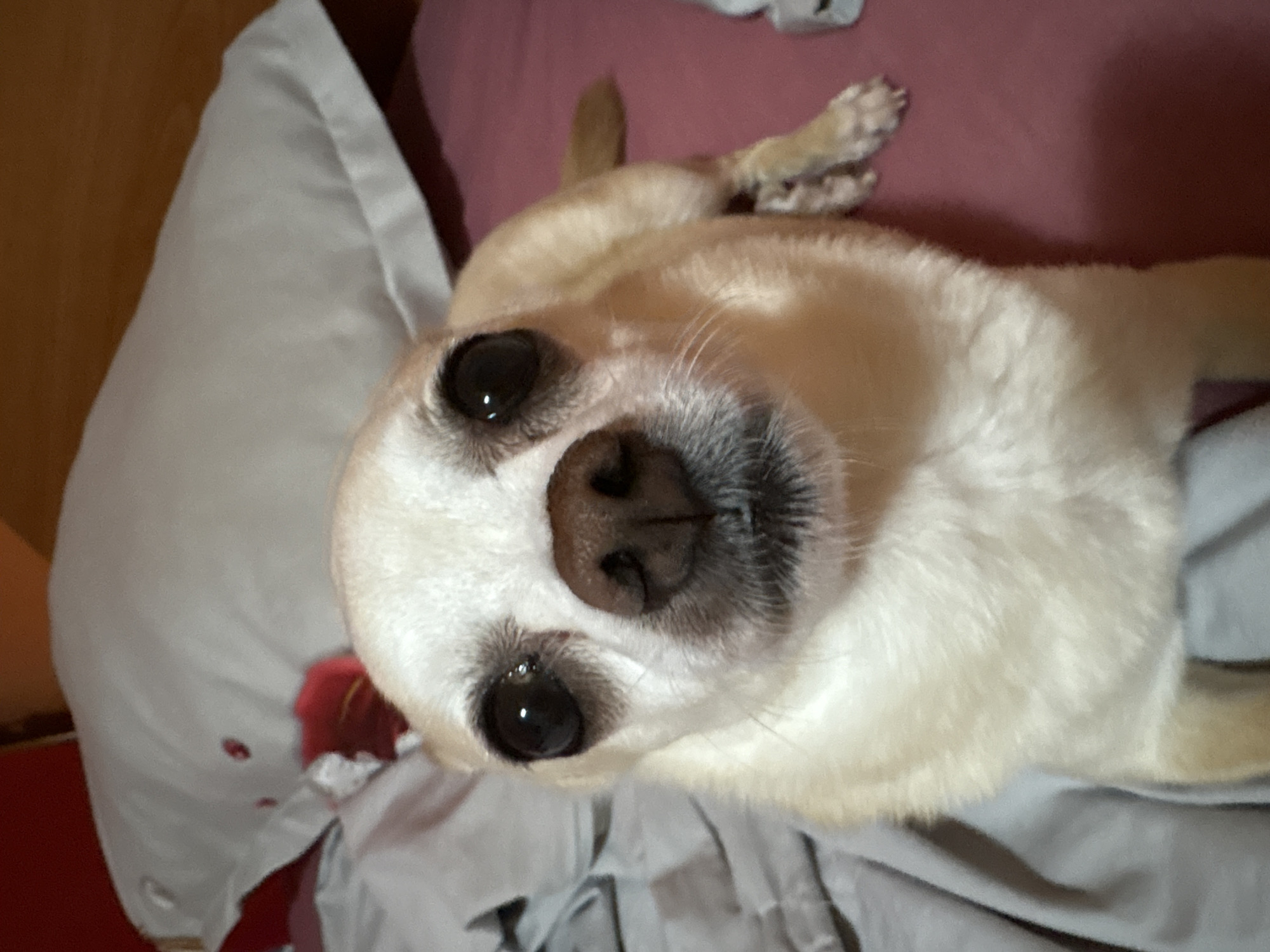 A close-up, eye-level shot captures a fawn-colored chihuahua dog lying on a bed. The dog is facing the camera, with its large, dark eyes prominent. Its nose is a dark brown. The dog's fur is short and appears soft. Behind the dog, a white pillow with a subtle pattern is visible, along with a pink bedspread. To the left of the dog, a grey blanket or sheet is draped. The background is slightly out of focus, suggesting an indoor setting, likely a bedroom. The lighting is warm and appears to be from an artificial source. There is no identifiable location in the city of Vratsa, Bulgaria.