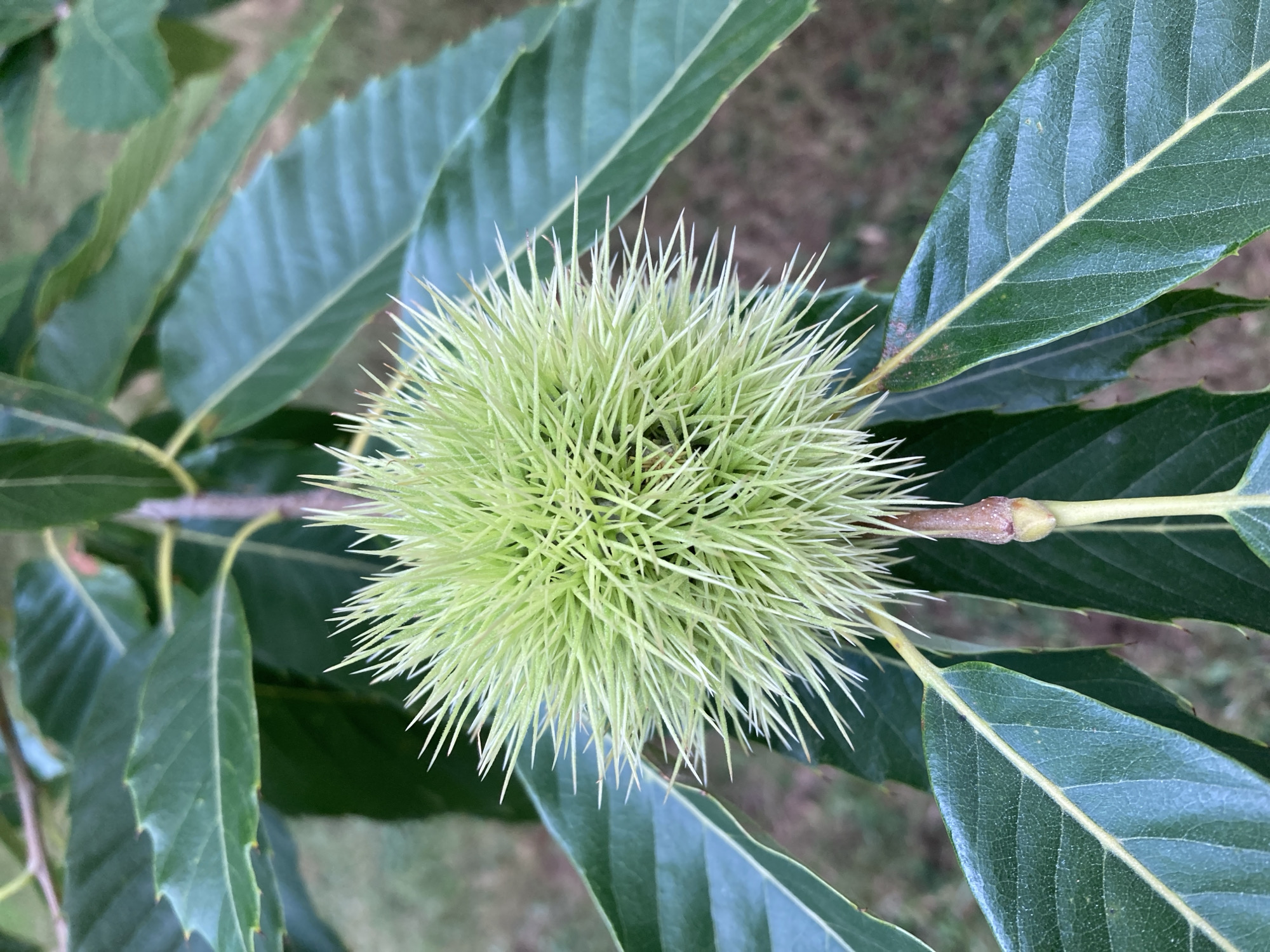 A close-up, eye-level shot focuses on a green, spiky burr on a tree branch, surrounded by large, dark green leaves. The burr is roughly spherical and covered in numerous sharp, pointed spines that radiate outwards. A stem extends from the bottom of the burr, and a smaller, undeveloped bud is visible below it. The leaves are elongated with serrated edges and prominent veins. The background is softly blurred, showing hints of other foliage and possibly the ground. The image was taken in Camargo, Spain.
