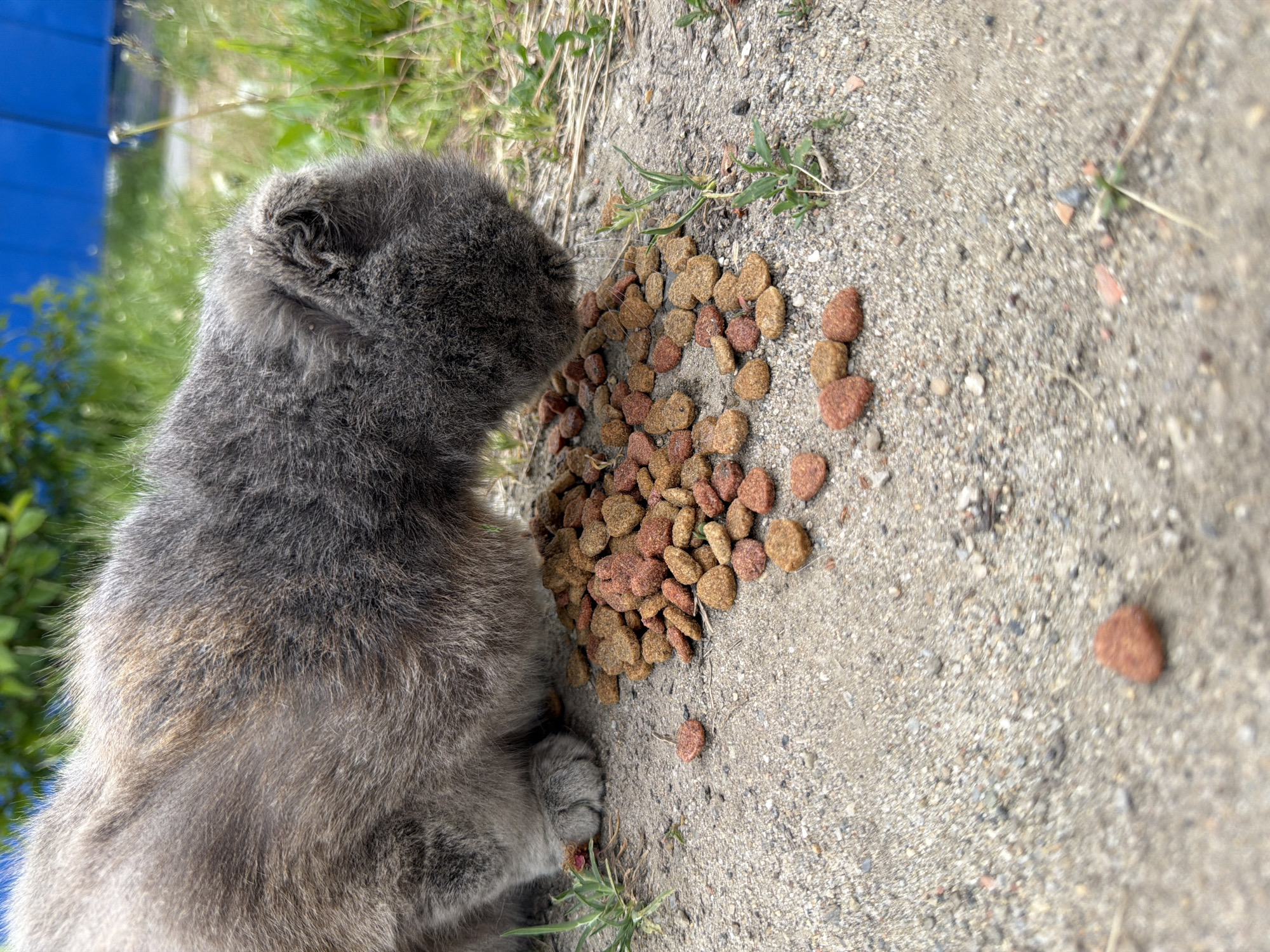 A gray kitten stands near a pile of cat food on a concrete surface with bits of grass growing nearby. The location is in the city of Leningradskaya, Russia. The kitten is facing the pile of food but is not actively eating. The surface on which the cat food sits appears to be a sidewalk or a paved area. In the background, a blue structure is partially visible, along with additional greenery.