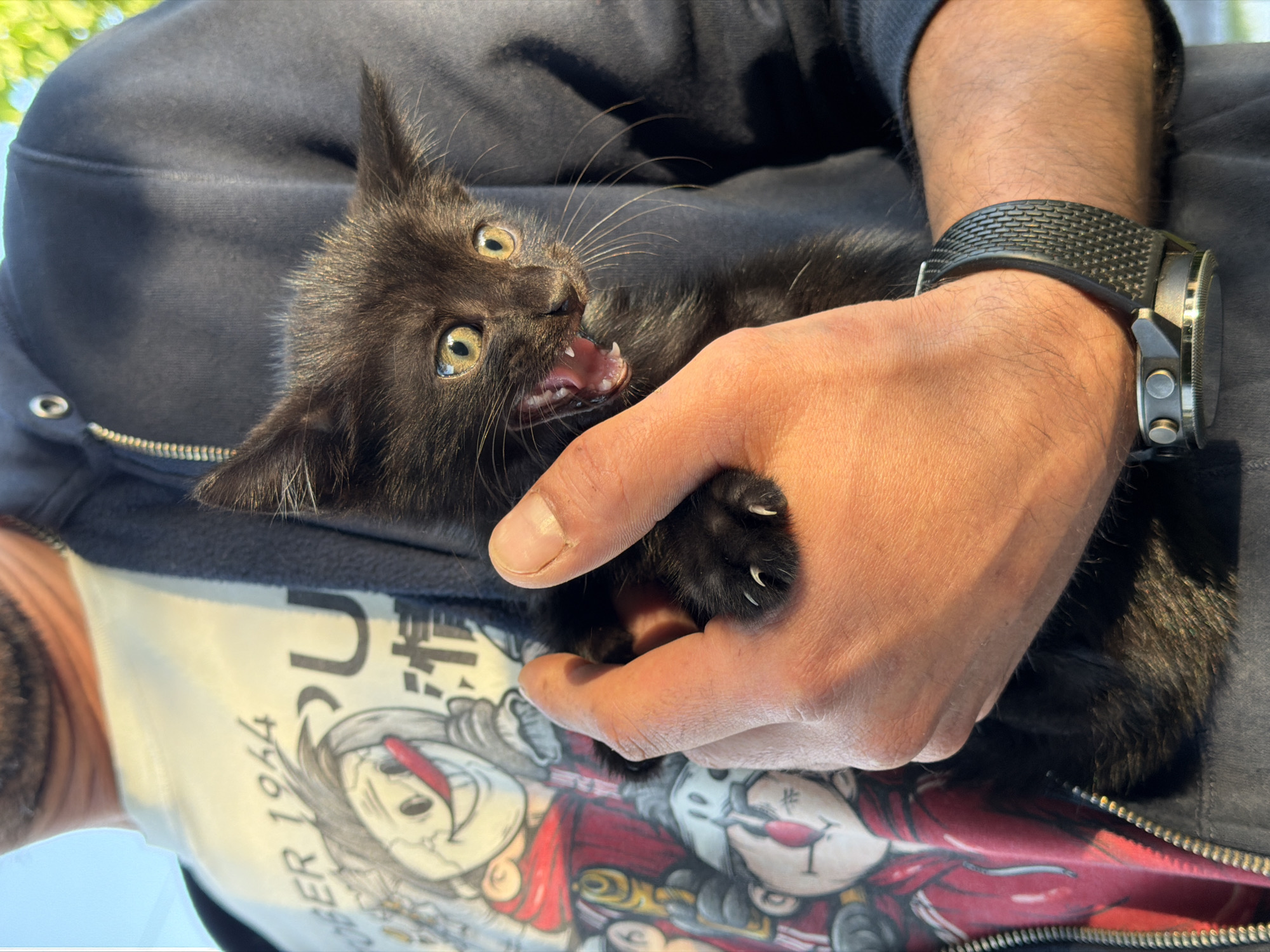 A black kitten is held in a person's arms, displaying its teeth and claws. The person is wearing a dark zip-up hoodie, a white T-shirt with a cartoon graphic, and a black watch on their wrist. The location is unidentifiable in the image and cannot be confirmed to be in Beryozovy, Russia.