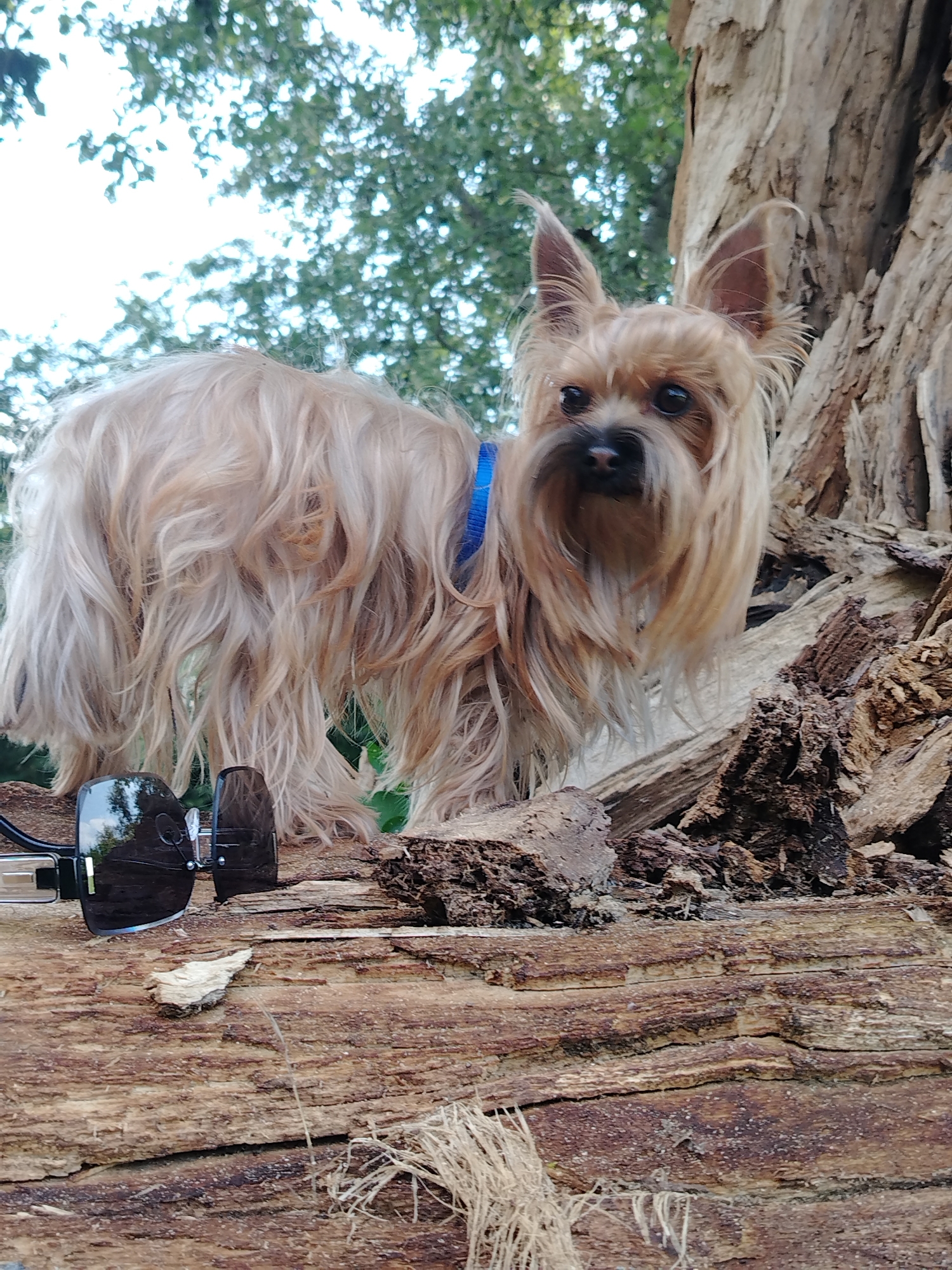 A light brown Yorkshire Terrier, wearing a blue collar, stands on a large, weathered log. The dog's fur is long and shaggy, obscuring its body. A pair of black sunglasses rests on the log in the foreground, to the left of the dog. The background consists of green foliage and a bright sky, suggesting an outdoor setting. The log appears to be part of a fallen tree, with rough bark and splintered wood. The scene is likely located in Fyodorovskaya, Russia, given the context provided, though the image itself does not contain specific geographical markers.
