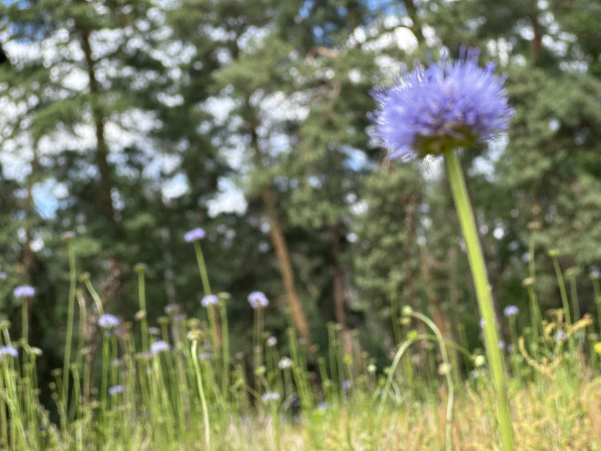 A close-up, out-of-focus shot depicts a single purple flower in the foreground, with a blurred background of trees. The flower is vibrant purple and appears to be in bloom, with delicate petals. The background is dominated by green foliage and brown tree trunks, suggesting an outdoor setting, possibly a park or a forest. The lighting is natural, indicating it was taken during the daytime. The scene appears serene and natural.