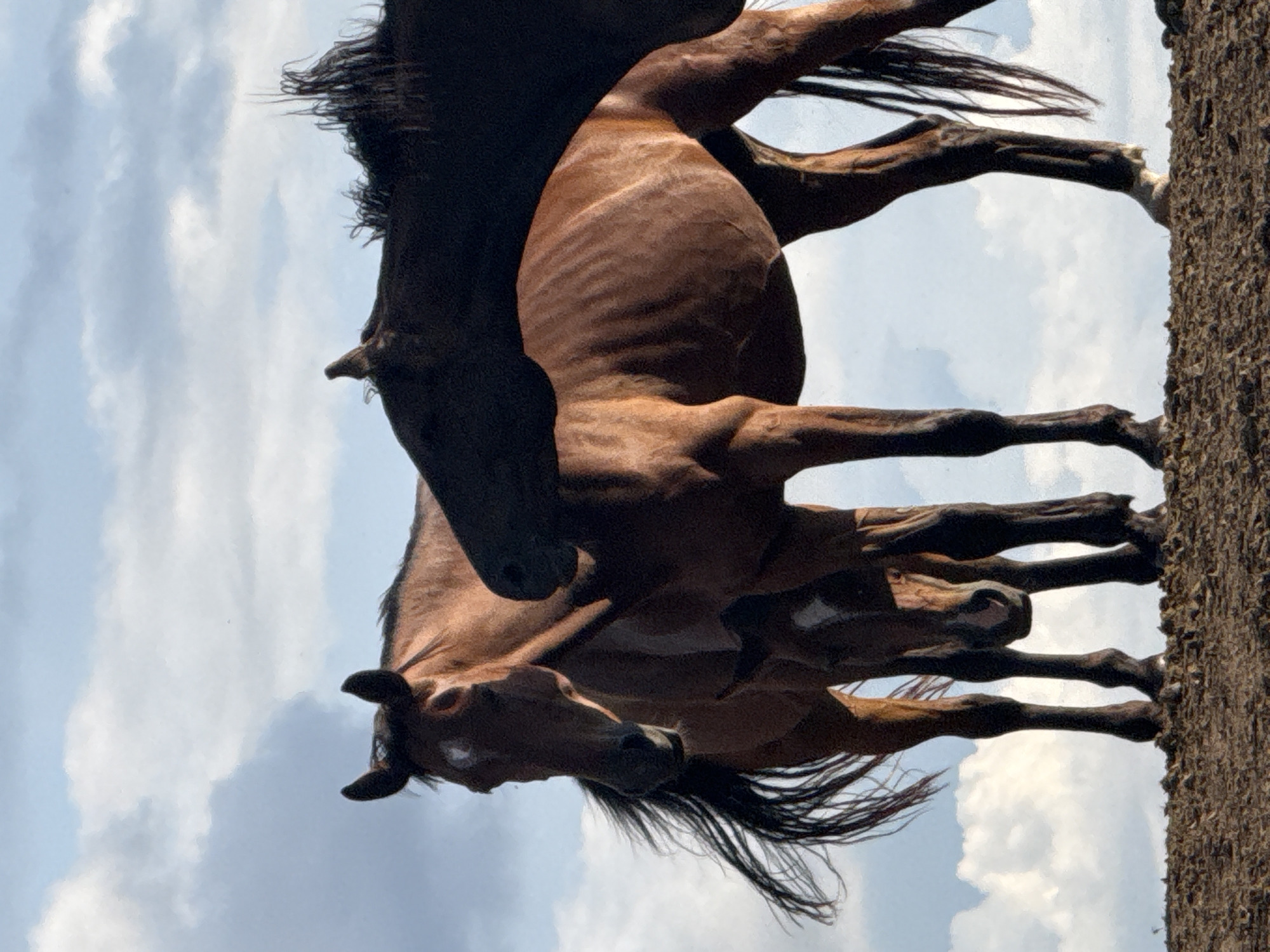 Three horses, two brown and one dark brown/black, stand on a dirt ridge against a sky filled with white and gray clouds. The two brown horses are positioned in front and slightly to the left of the dark horse. The horse in the foreground on the left is facing partially towards the viewer, with its head and neck visible. It has a white marking on its forehead and its mane is blowing to the left. A second brown horse is partially visible beneath and behind the first brown horse, showing its head and neck. The dark horse is mostly obscured by the brown horses, with only its back, hindquarters, and parts of its legs and head visible on the right side of the image. The horses are silhouetted against the sky. The ground beneath them is a rough, brown textured surface. There is no indication of the city of Galinė, Lithuania in the image.