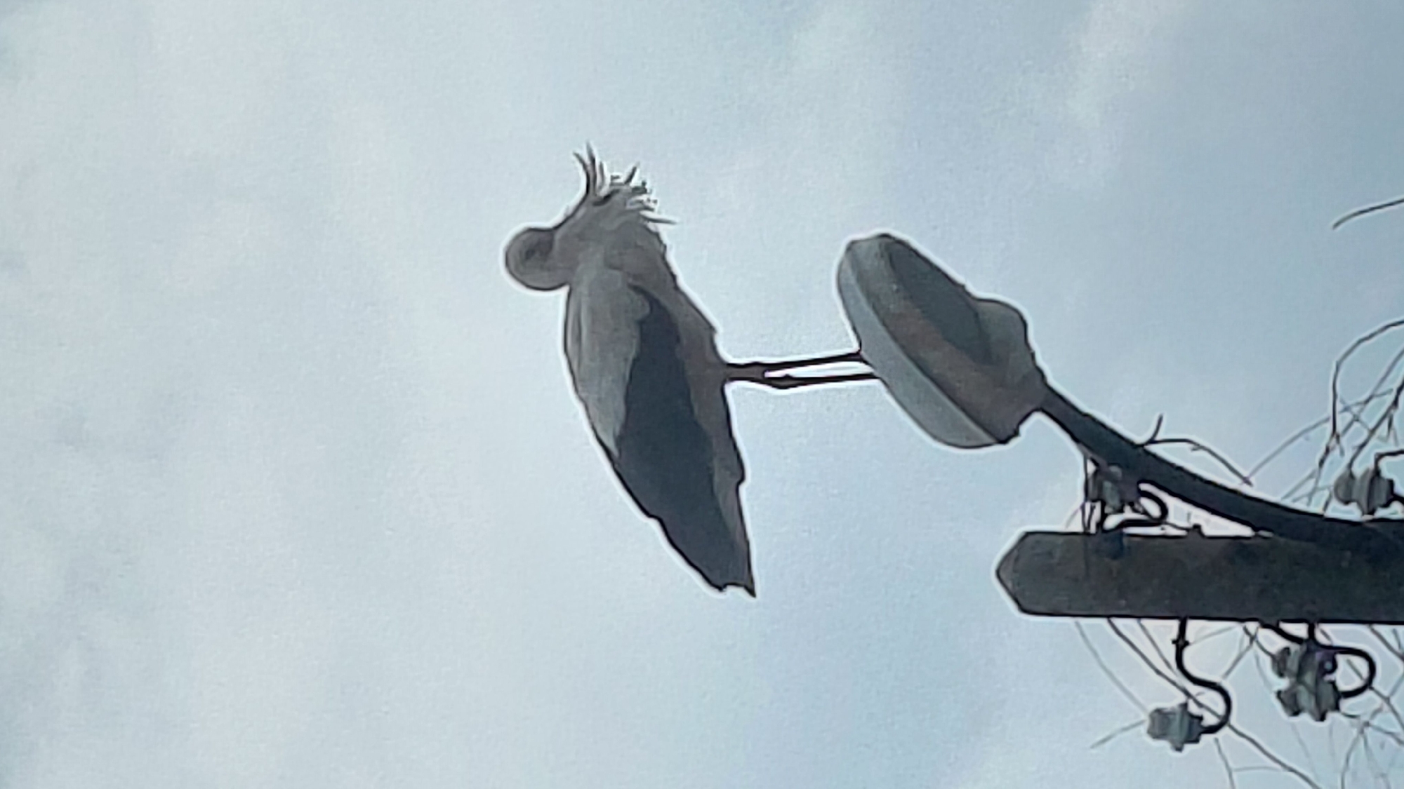 A white cockatoo perches on a street lamp in Unknown, Unknown. The bird's plumage is primarily white with a darker area on the wing. Its characteristic crest is visible on top of its head. The street lamp has a gray, elongated shade and is attached to a dark wooden post. Electrical wires and insulators are visible near the post. The background is an overcast sky.