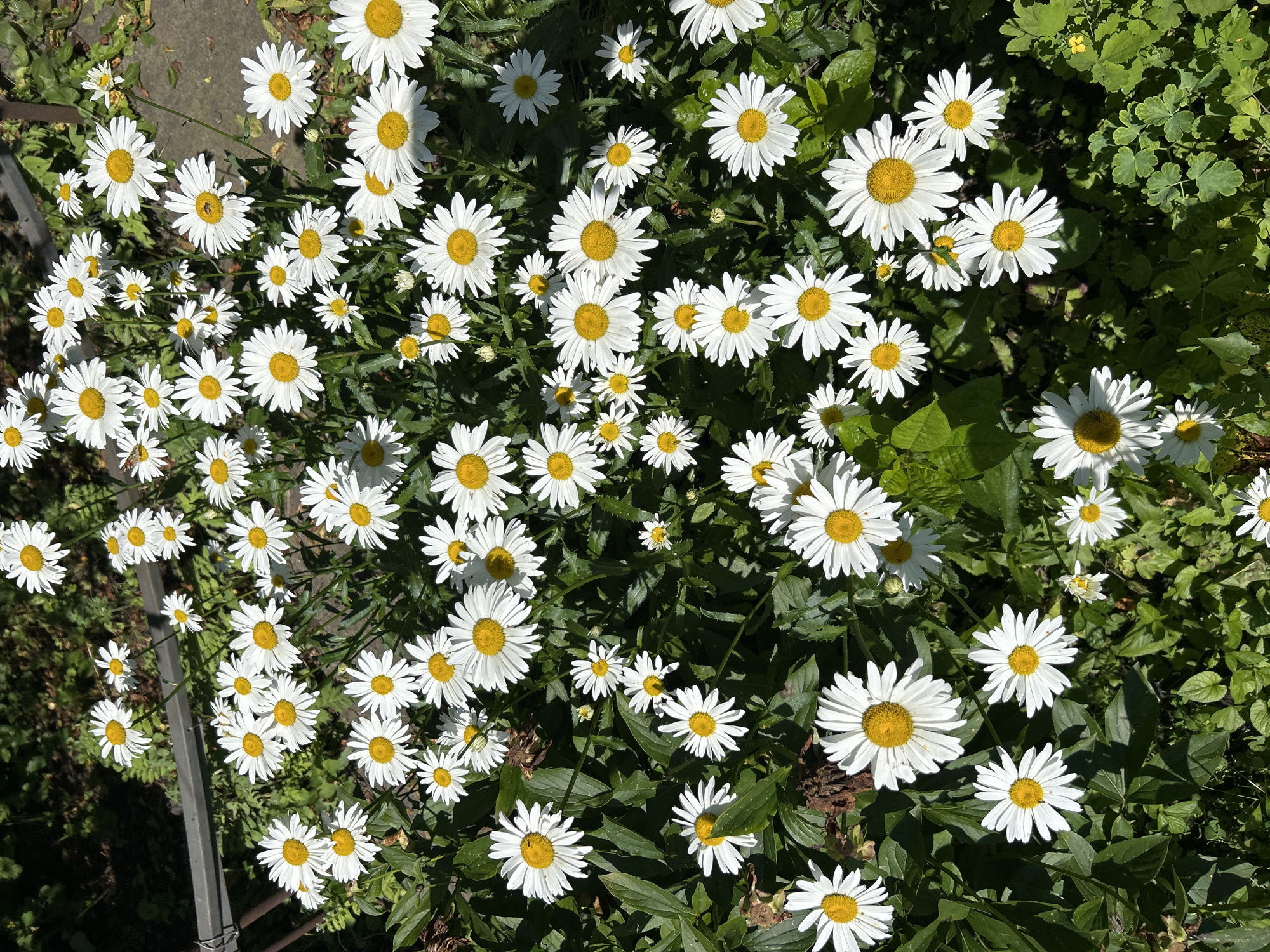 A high-angle, close-up shot captures a dense cluster of white and yellow daisies. The flowers, in various stages of bloom, fill the frame, with their white petals radiating from bright yellow centers. Some daisies are fully open, while others are buds. Lush green foliage surrounds the flowers, providing a natural backdrop. The scene appears to be an outdoor garden setting, likely in Labinsk, Russia, characterized by the presence of common daisy flora. The lighting suggests it is daytime with sunlight casting shadows. No people or animals are visible in the image, and there are no identifiable man-made objects beyond a subtle hint of a dark railing or fence in the upper left corner. The overall impression is of a vibrant, natural display of daisies.