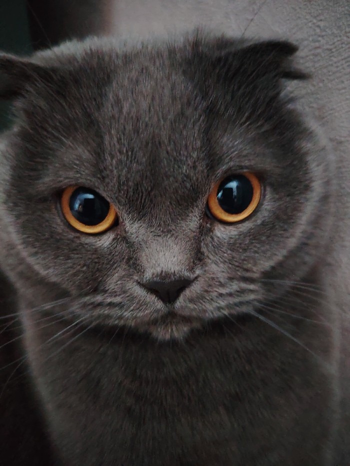 A close-up, head-on portrait features a gray Scottish Fold cat located in the city of Марковский, Russia. The cat possesses solid gray fur and distinctively folded ears, characteristic of its breed. Its large, round eyes are a bright amber-orange hue, with pupils fully dilated and reflecting ambient light. The cat's gaze is directed forward, filling the majority of the frame. Visible features include its dark nose, subtle whiskers extending from its muzzle, and the textured, out-of-focus gray background suggesting an indoor environment. No other subjects or objects are present, and the cat appears stationary.