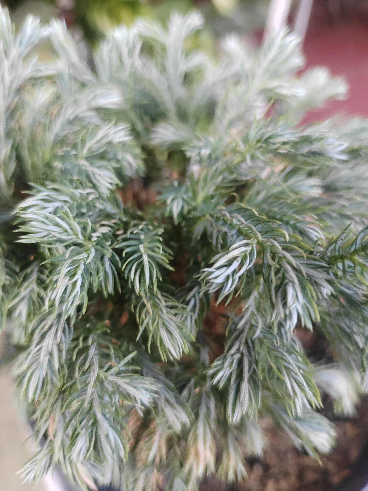 The image shows a close-up of a plant with feathery, needle-like foliage. The leaves are a muted green with some silvery-white tips, creating a textured appearance. The plant appears to be in a pot, with dark soil visible at the bottom of the frame. The background is softly blurred, with hints of green and a reddish-brown color, suggesting an outdoor or semi-outdoor setting. There are no people or discernible actions in the image. The overall impression is of a detailed study of the plant's texture and coloration. This image does not provide any specific information about its location in Surabaya, Indonesia.