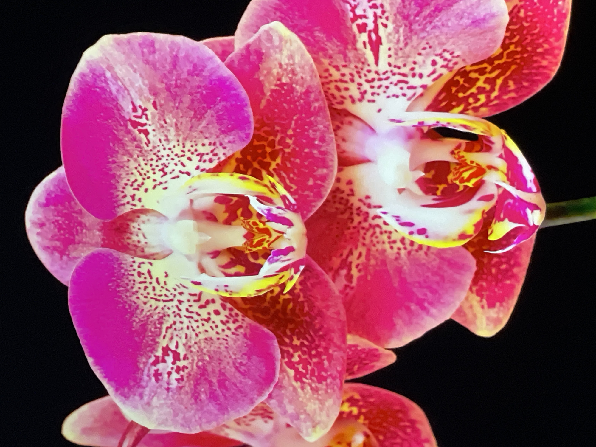 The image shows two pink Phalaenopsis orchid flowers, with white and yellow accents on their labellum and petals. The petals are patterned with darker pink and yellow spots. The background is black. The location is not evident in the image.