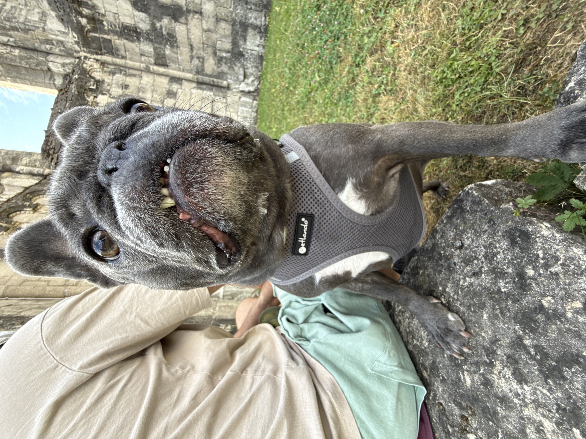 A French bulldog with grey fur is sitting on a rock in front of a person wearing a beige shirt and light green pants. The dog is looking directly at the camera with its mouth slightly open, showing its teeth. The dog is wearing a grey mesh harness. Behind the dog and person, there are the ruins of a stone building with arched openings and the sky is visible through them. The ground is covered in green grass with some small flowers. The location is identified as the ruins of Walkenried Abbey in Walkenried, Germany.