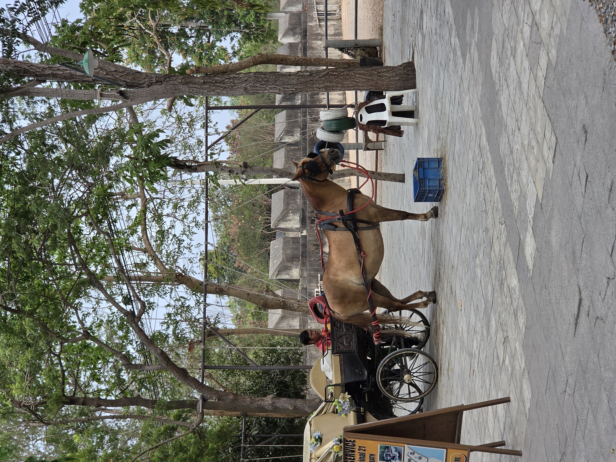The image depicts a horse-drawn carriage in Pattaya City, Thailand. The horse is light brown with a black harness and red reins. It is hitched to a black carriage, which is decorated with white and blue flowers. A man wearing a red shirt is seated in the driver's seat. The scene is set on a paved walkway under trees. In the background are stone structures, a white chair, tires stacked on top of each other, and a blue crate. The sky is partially visible through the trees. A sign with text is in the lower right corner.