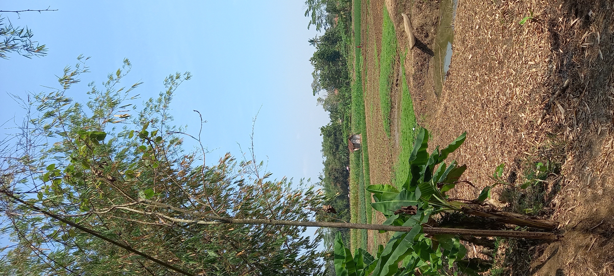 The image depicts a rural landscape in Sidamulya, Indonesia, under a clear blue sky. In the foreground, a large banana plant with broad green leaves dominates the left side, its thick stalk casting a shadow on the dry, brown earth covered in fallen leaves and twigs. Behind the banana plant, bamboo stalks with long, slender leaves are visible, reaching upwards.
The midground reveals a patchwork of agricultural fields. Some sections are cultivated with green crops, possibly vegetables or young corn, while others appear recently tilled or harvested, with brown soil and scattered plant debris. A small, rustic wooden structure with a brown, pitched roof stands in the middle of the field, a solitary building amidst the greenery. Further back, a line of lush green trees marks the horizon, interspersed with glimpses of more distant buildings. A narrow body of water, reflecting the sky, is visible in the lower right portion of the midground, with a small, hollowed-out wooden boat resting on its bank. A single white bird is positioned in the green field near the water's edge. The overall impression is one of a peaceful, working agricultural community.