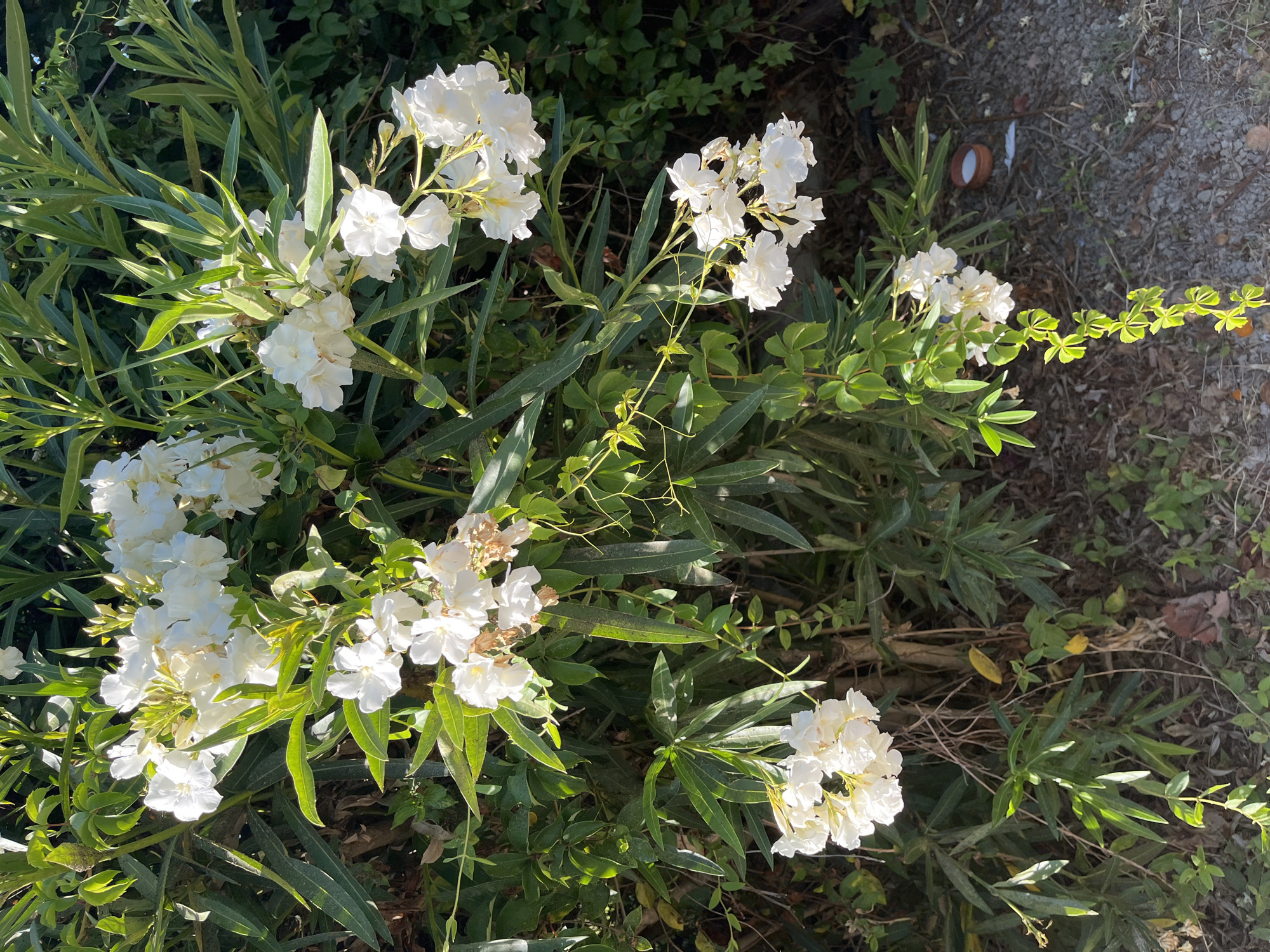 A cluster of white oleander flowers is in full bloom on a bush with long, green leaves. The bush is located outdoors, next to a gravel path. In the background, more greenery is visible, as well as some dried leaves and twigs on the ground. A small, brown dish with a white substance inside sits on the gravel path to the right of the bush. The scene appears to be in a residential area, possibly a garden or a public space, in Laganas Municipal Unit, Greece. There are no people or animals present.