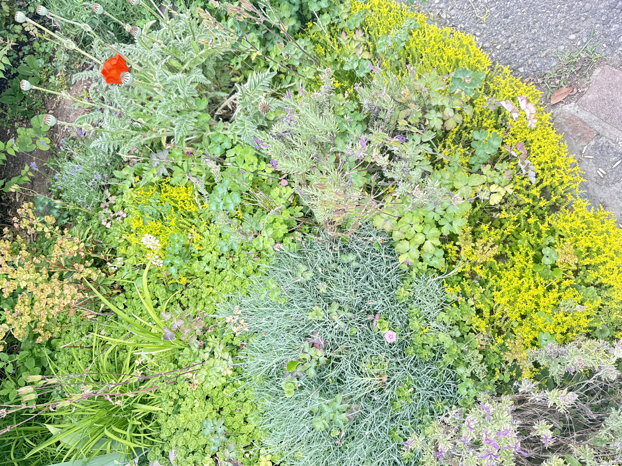 The image depicts a close-up, high-angle view of a vibrant garden bed located in Oberflachs, Switzerland. The garden is a dense tapestry of various green plants, interspersed with bursts of yellow and a single red poppy. The plants are varied in texture and form, ranging from low-lying ground cover to taller, more upright stalks with seed pods. The overall impression is one of lush, natural growth. In the lower right portion of the image, a paved surface, likely a path or road, is visible, bordered by what appears to be cobblestones or bricks. There are no people or animals present in the scene.
