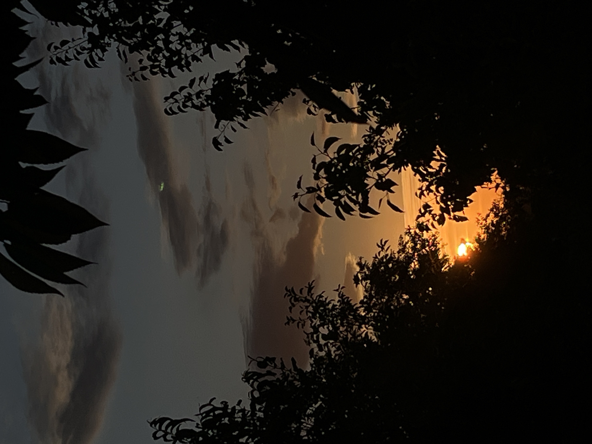 The image captures a sunset viewed through the silhouetted branches and leaves of trees. The sky is a gradient of dark gray and muted orange, with wispy clouds visible. The sun, a bright orange orb, is partially obscured by foliage, casting a warm glow. The foreground is dominated by the dark silhouettes of tree branches and leaves, creating a frame for the sunset. The leaves are detailed, showing their shapes and veins against the lighter sky.
The overall mood is peaceful and serene, characteristic of a sunset. The time of day is clearly evening, as indicated by the setting sun and the dimming light. There are no people or man-made objects visible in the scene. The location appears to be outdoors, possibly a park or a garden, given the presence of trees. The weather seems to be clear, with the clouds adding texture to the sky. There is no visible text in the image.