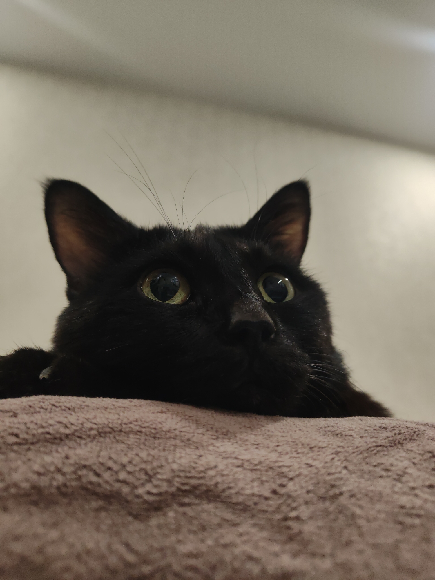 A close-up shot from a low angle features a black cat resting its head and paws on a textured, light brown surface, likely a blanket or cushion. The cat's face, with its pointed ears, prominent green eyes, and short whiskers, is the focal point of the image. The background is a blurred, neutral-colored wall. The location in the city of Chaikovsky, Russia is unknown.