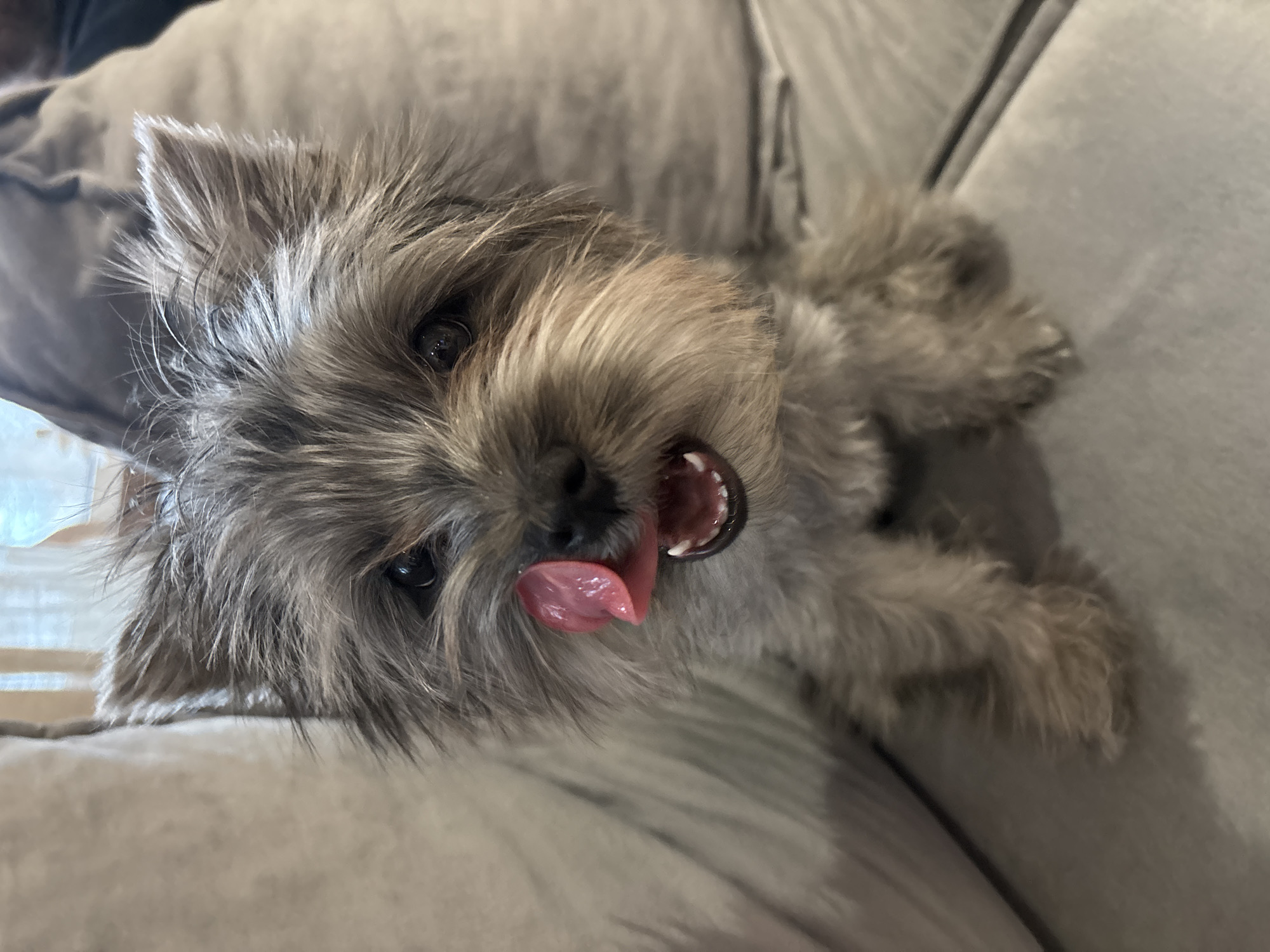A small, grey and tan terrier-type dog is seated on a light grey upholstered surface, likely a sofa, in an indoor setting within Chaikovsky, Russia. The dog faces forward, its dark eyes directed at the viewer. Its mouth is partially open, revealing small white teeth, and a pink tongue is extended upwards towards its nose, indicating a licking action or anticipation. The fur on its head and body is coarse and appears slightly disheveled. The immediate background consists of blurred light grey upholstery, with a hint of a window and sheer white curtains visible in the upper right portion of the frame. No other individuals or significant objects are present in the observable scene.