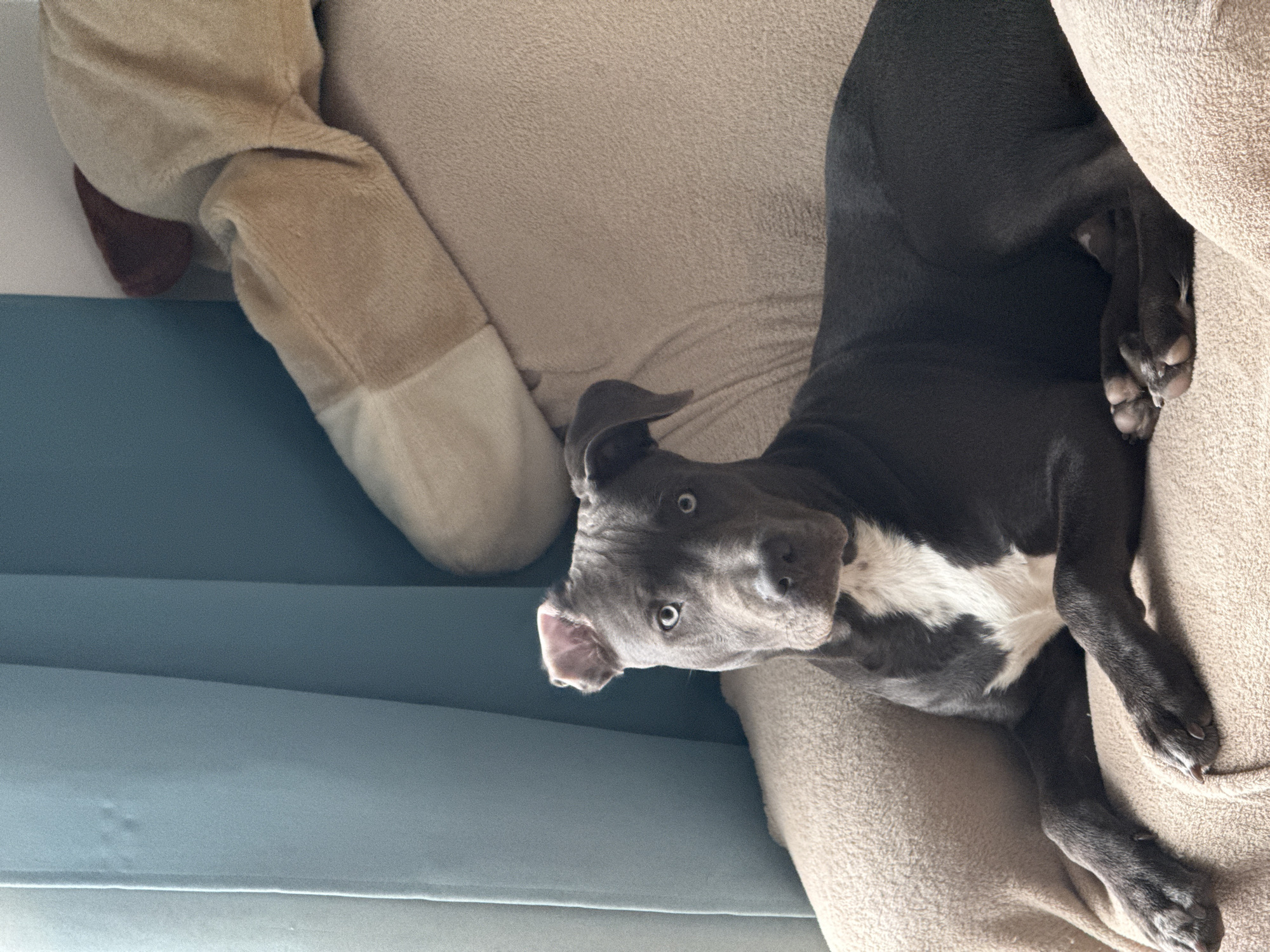 A gray and white dog lies on a tan sofa. To the left of the dog is a light brown plush object on a blue background. The environment is indoors. The city of Varna, Bulgaria cannot be determined from the image.