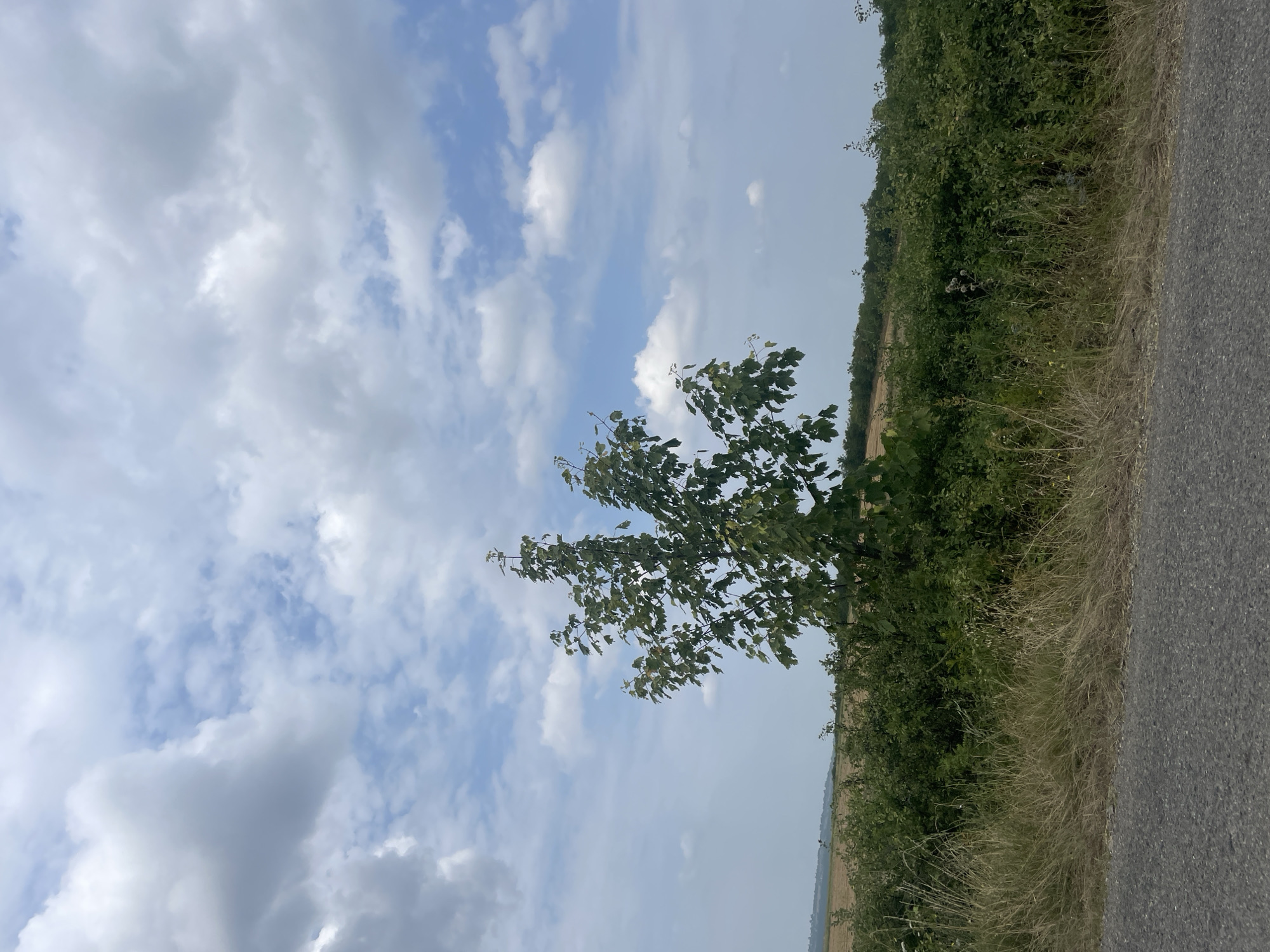 A medium shot captures a solitary tree with lush green foliage situated within a rural landscape. The tree is positioned centrally in the frame, rising from a dense, verdant hedge that spans the middle ground of the image. Behind the hedge, a field of dry, golden grass stretches towards the horizon, hinting at a harvested agricultural area. The sky above is a bright, pale blue, dotted with fluffy white cumulus clouds. In the foreground, a rough, grey asphalt surface, likely a road or pathway, occupies the bottom portion of the image, with dry, yellowish grass bordering it on the left. The lighting suggests it is daytime. There are no people or animals visible in the scene.
