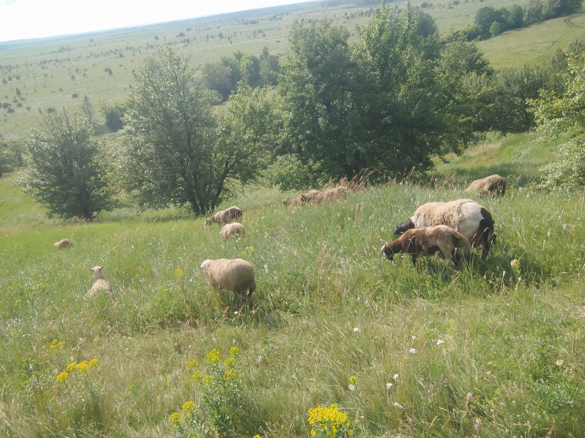 A flock of sheep grazes in a green, grassy field dotted with yellow wildflowers. The sheep are scattered across the frame, some facing away from the camera and others looking towards it. In the background, a line of trees runs horizontally, with more trees and rolling hills beyond. The sky is a pale blue with wispy clouds. The overall scene depicts a pastoral landscape on a sunny day.