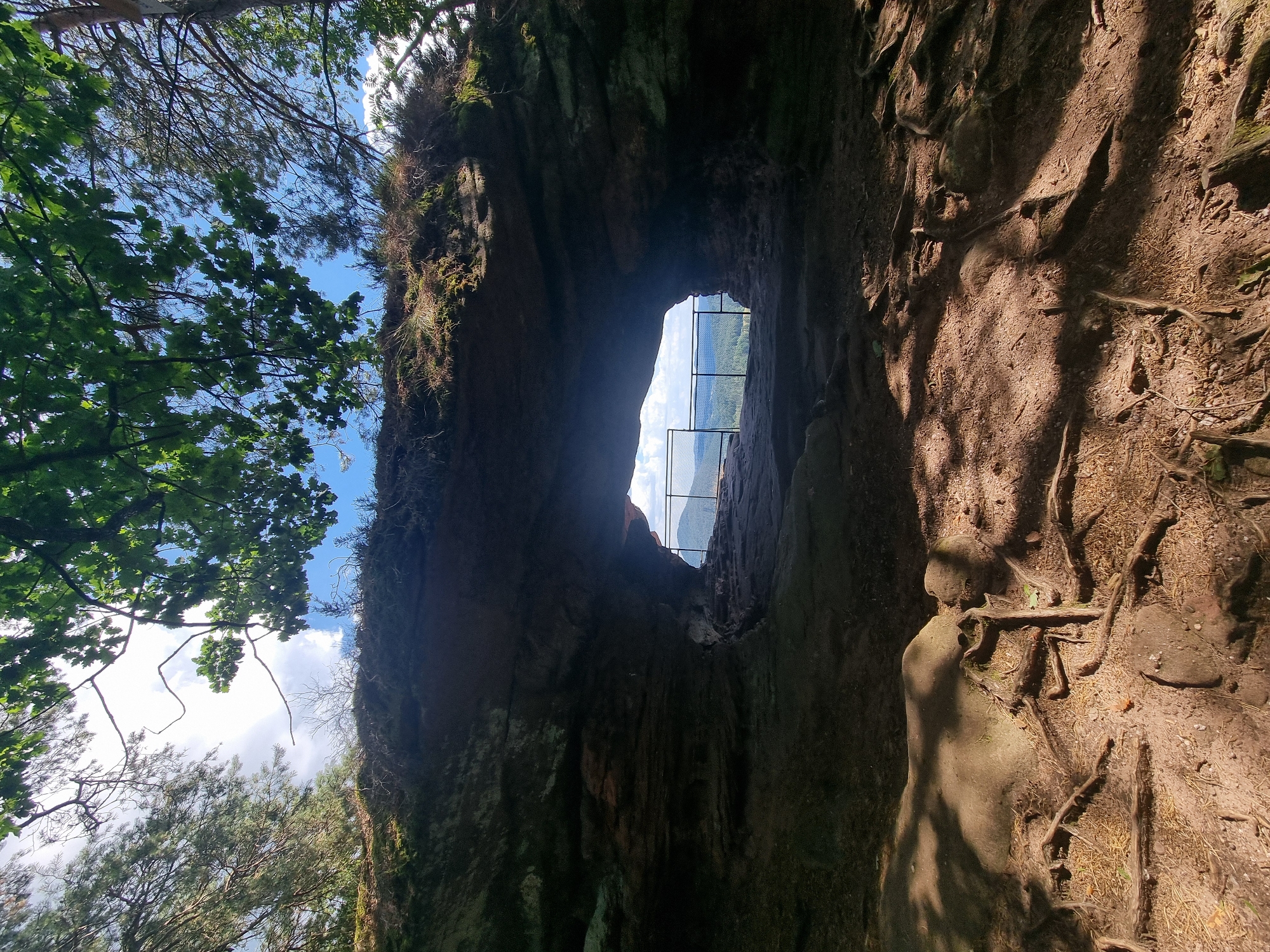 An outdoor, eye-level, medium shot captures a natural rock archway in the Dahn, Germany area. The foreground is dominated by exposed tree roots and dry soil, with dappled sunlight casting shadows. The archway itself is dark and cavernous, framing a view of a valley in the distance. Through the arch, a metal fence encloses the viewpoint, and beyond that, a landscape of trees and hills under a blue sky with scattered clouds is visible. Lush green leaves from trees overhang the top of the frame.