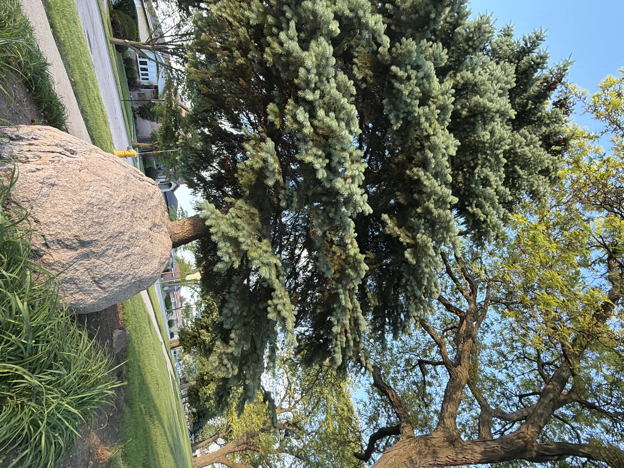 The scene depicts a residential area in Niles, Illinois, USA. A large boulder sits on a grassy lawn near a sidewalk and a street. Behind the boulder stands a mature blue spruce tree with dense, blue-green foliage. The base of the tree is partially obscured by the boulder and long blades of grass. Beyond the spruce, deciduous trees with thinner, green leaves and visible branches reach toward the sky. In the background, houses are visible along the street, one with white siding and visible windows. A yellow fire hydrant is also seen near the street. The lighting suggests late afternoon or early morning.