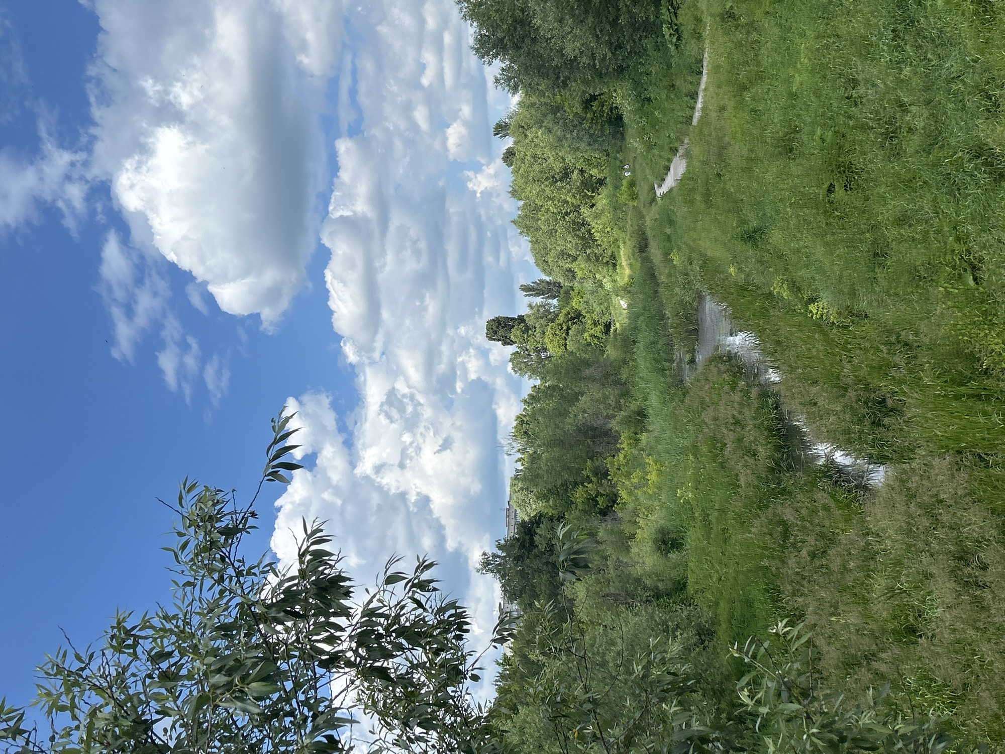The image depicts a serene natural landscape with a clear blue sky dotted with fluffy white clouds. In the foreground, lush green foliage, including the branches of a tree with slender leaves, creates a natural frame. Beyond the foliage, a winding path or stream meanders through a dense, vibrant green grassy area. This waterway is bordered by a thick growth of trees and other vegetation, creating a feeling of seclusion and natural beauty. In the distance, hints of buildings can be seen peeking through the trees, suggesting a proximity to a populated area, though the overall impression is one of tranquil nature. The scene evokes a sense of peace and the warmth of a sunny day. The image was taken in Bila Tserkva, Ukraine.