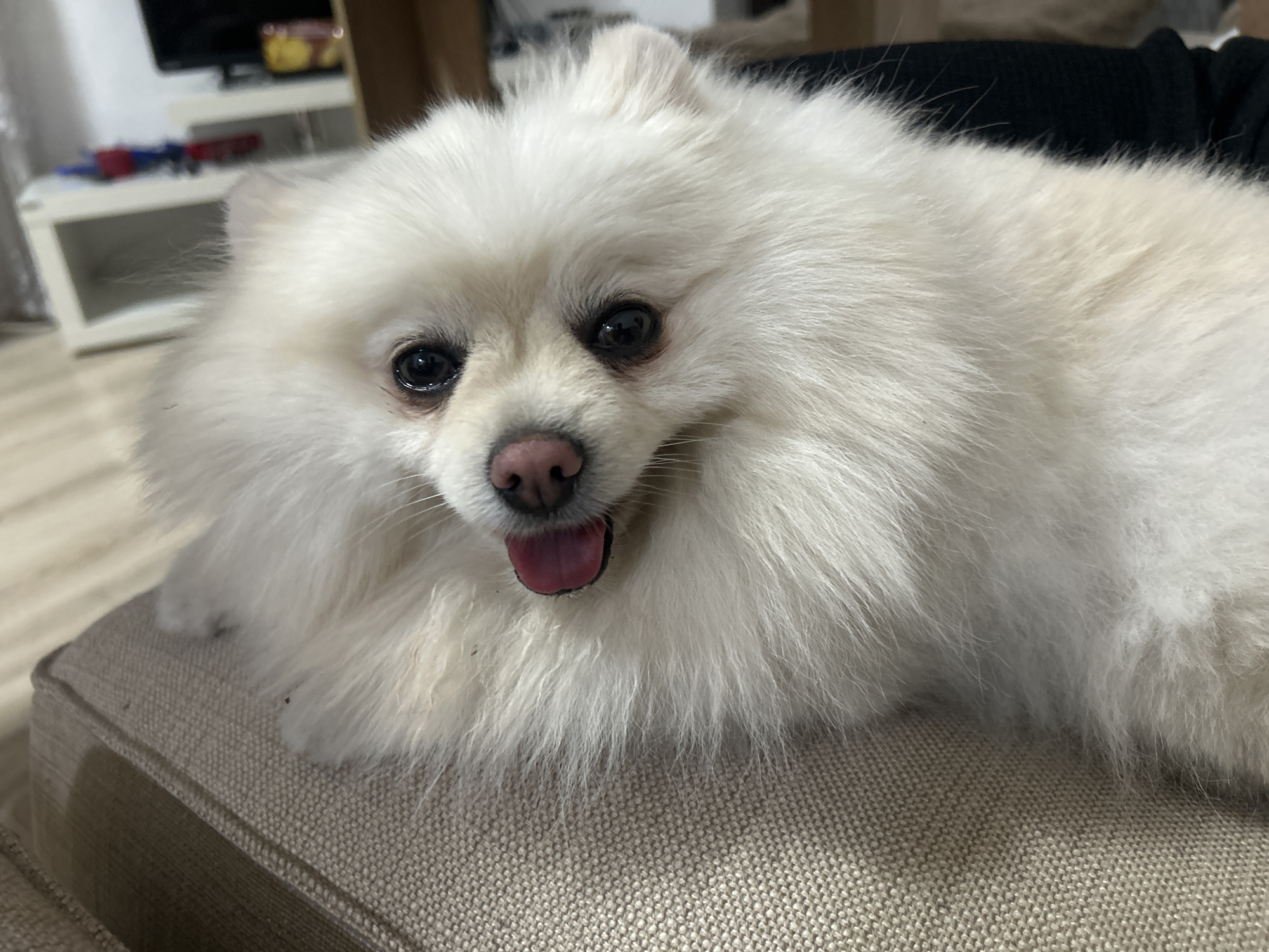 A fluffy white Pomeranian dog with dark eyes and a pink tongue sticking out lies on a beige-colored sofa. The dog is positioned centrally in the frame, with its head slightly tilted to the left. In the background, a white media console with a television and some other objects are visible. The floor appears to be made of light-colored wood. The lighting suggests an indoor setting, possibly a living room. The image was taken in Varna, Bulgaria.