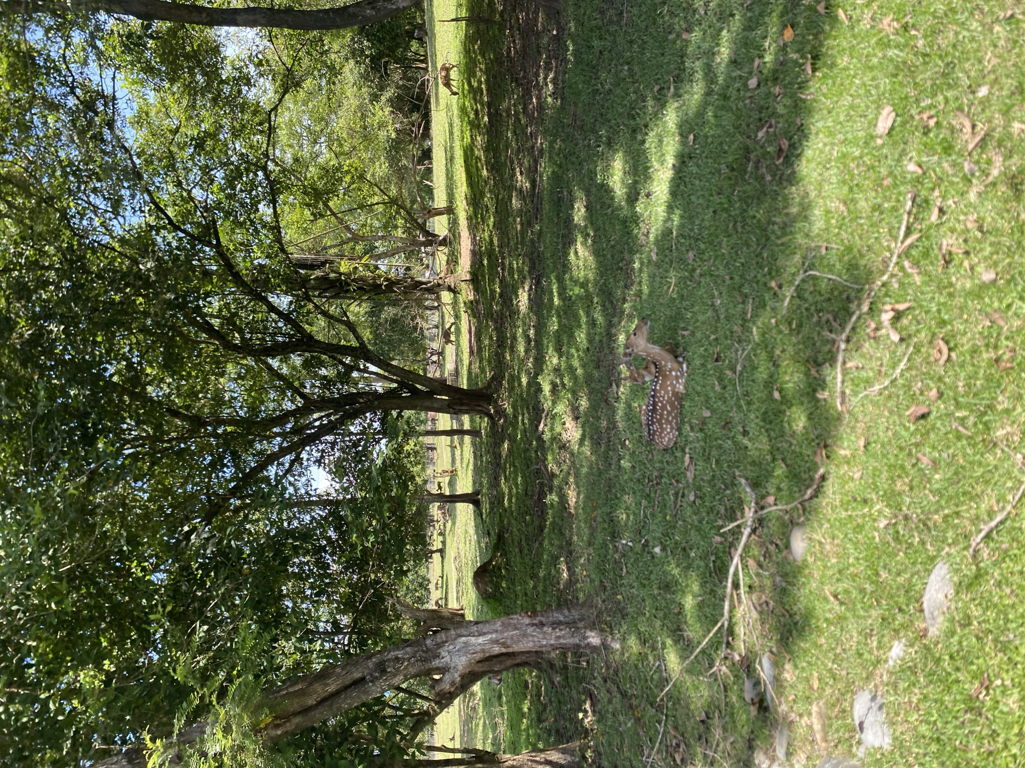 The image shows a grassy area with trees, likely a park or field, in Unknown, Indonesia. A young deer with spots is resting on the grass in the foreground. Several other deer are visible further in the distance within the grassy area and among the trees. The scene is well-lit with shadows cast by the trees.