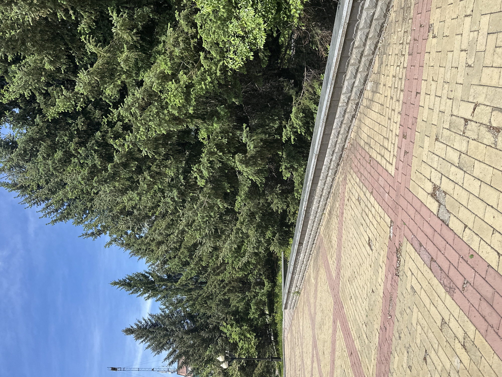 The image shows a view of a city street in Birobidzhan, Russia. On the left, there are tall, green trees, possibly firs or spruces, reaching towards a clear blue sky with faint wisps of clouds. A construction crane is partially visible in the lower left corner of the image. To the right, there is a brick paved walkway with a decorative pattern of pink and yellow bricks. A concrete or stone border separates the walkway from the trees. A street lamp is also visible amongst the trees. The photo appears to be taken at ground level, focusing on the juxtaposition of the natural environment and the urban infrastructure.